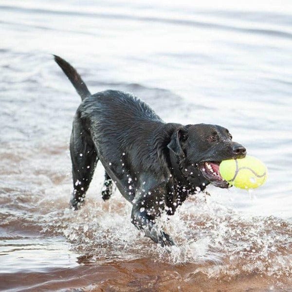 KONG Airdog Squeaker Football Dog Toy - Durable Chew Toy for Medium & Large Dogs - Perfect for Fetch, Training & Outdoor Play