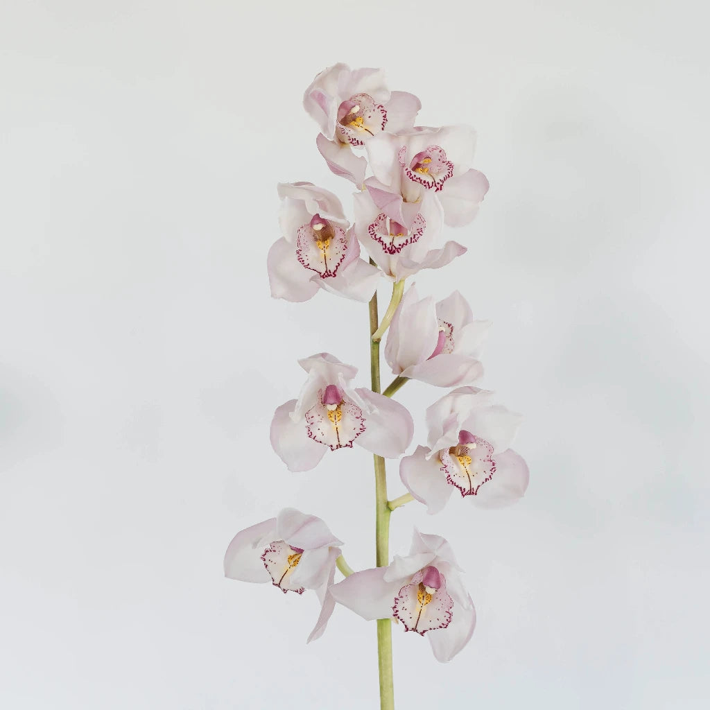Pink and Burgundy Cymbidium Orchid Plants for Sale - Perfect for Home Decor, Wedding Bouquets & Floral Arrangements