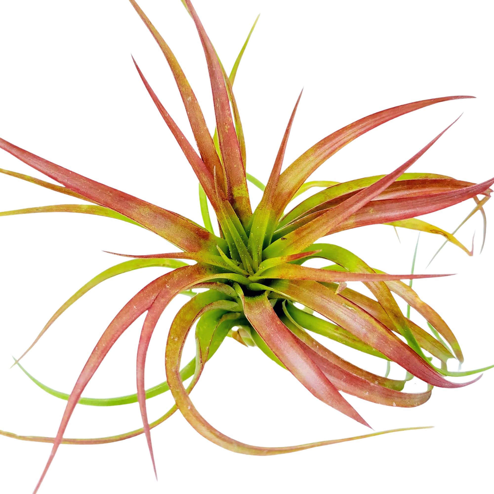 Drunken Gnome Air Plants - Brachycaulos Multiflora (1 Pack) | Air Purifying Flowering Tillandsia for Terrariums, Fairy Gardens, Home & Office Decor | Perfect Indoor/Outdoor Plant & Corporate Gift Idea | Ideal for Living Rooms, Desks, and Wedding Centerpieces