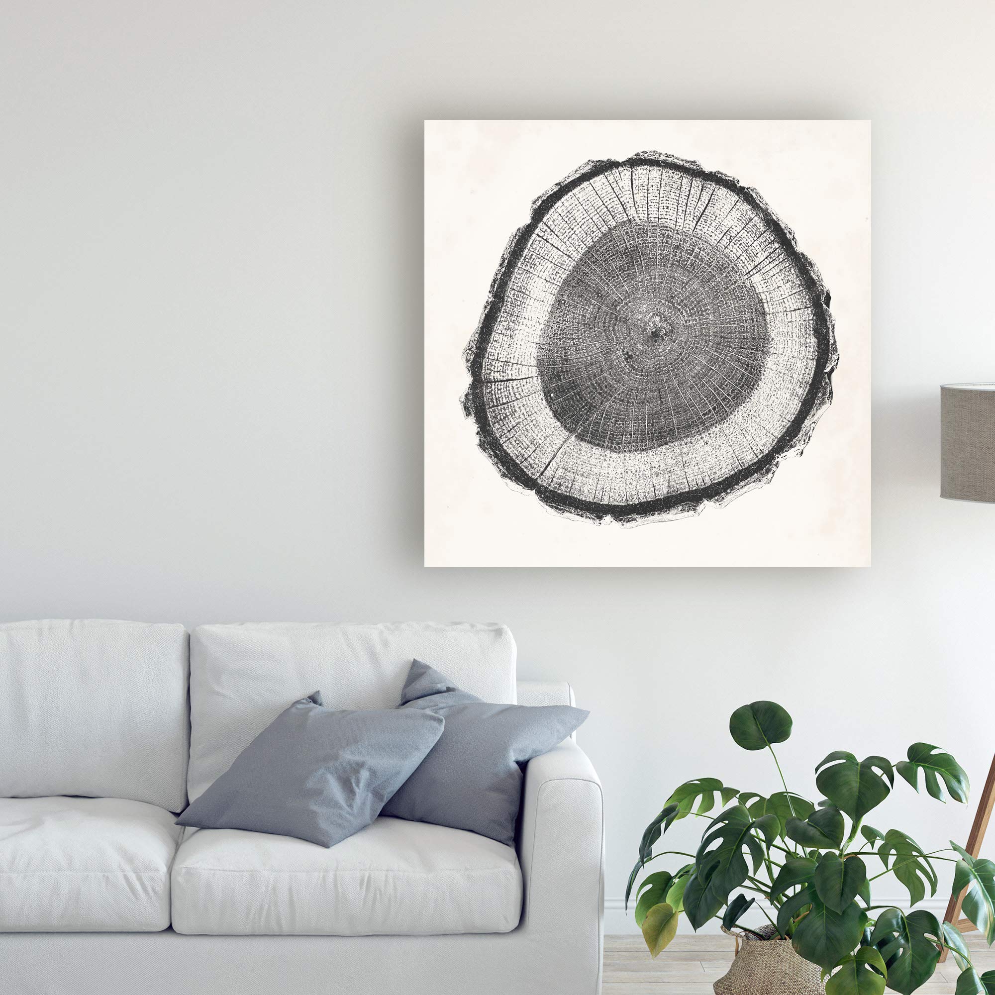 Trademark Fine Art 18x18 Tree Ring II Canvas Print by Vision Studio - Modern Nature Wall Decor for Living Room, Bedroom & Office