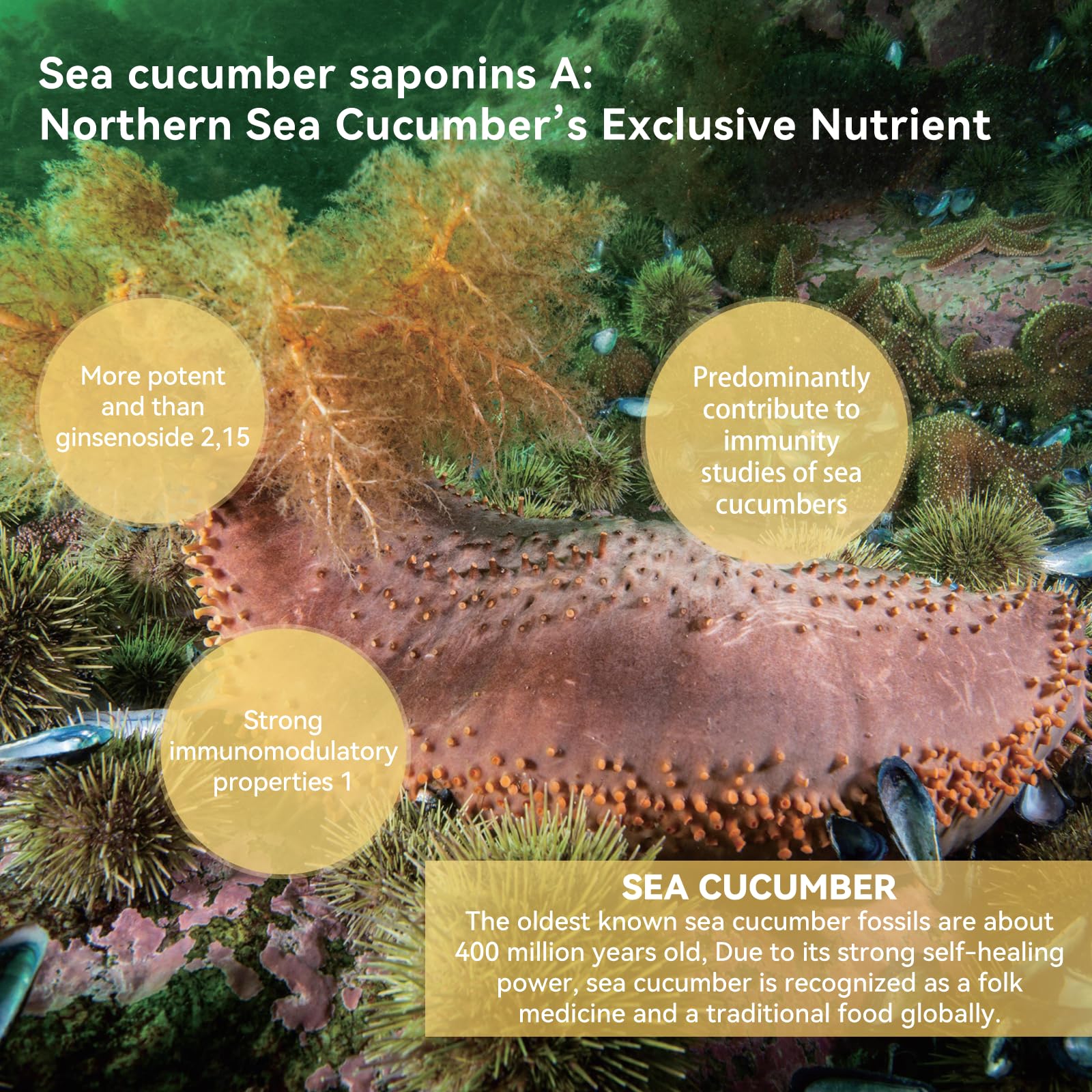 Premium Wild Sea Cucumber Supplement Capsules - Rich in Fucosylated Chondroitin Sulfate, Collagen & Antioxidants - Supports Energy, Immunity & Joint Health - Natural Source of Glycosides, Vitamins & Minerals - Ideal for Athletes, Busy Professionals & Health-Conscious Individuals