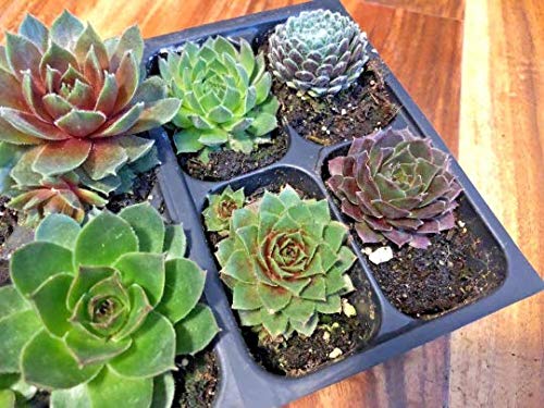 Mini Succulent Plugs - Live Sempervivum Hens & Chicks Plants (12 Pack) | Hardy Wedding Favors, Shower Gifts & Fairy Garden Decor | Perfect for Indoor Planters, Terrariums and DIY Home Decor