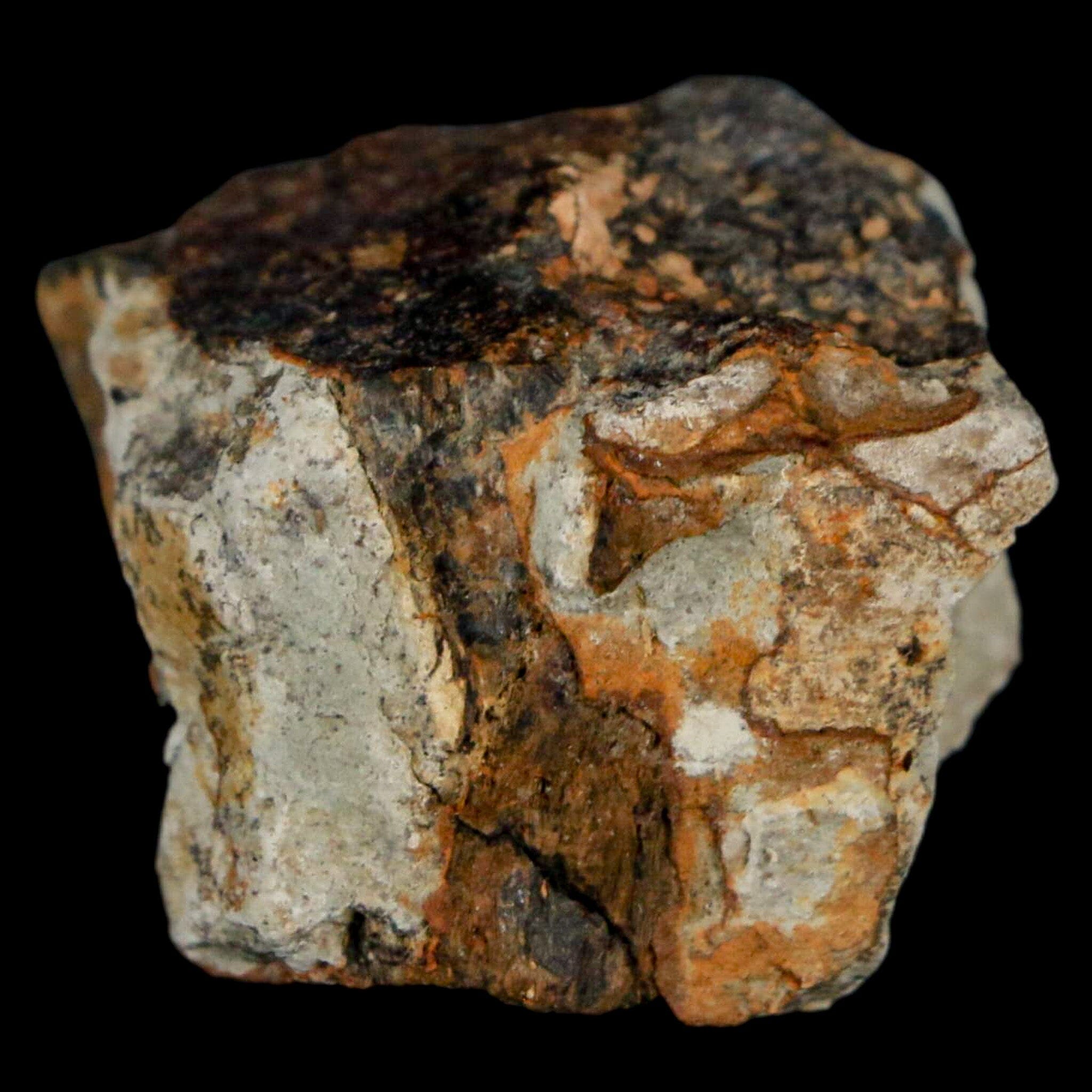 Authentic Stegosaurus Fossil Bone from Morrison Formation Wyoming - Jurassic Dinosaur Bone with COA - Perfect for Paleontology Collectors & Museum Displays