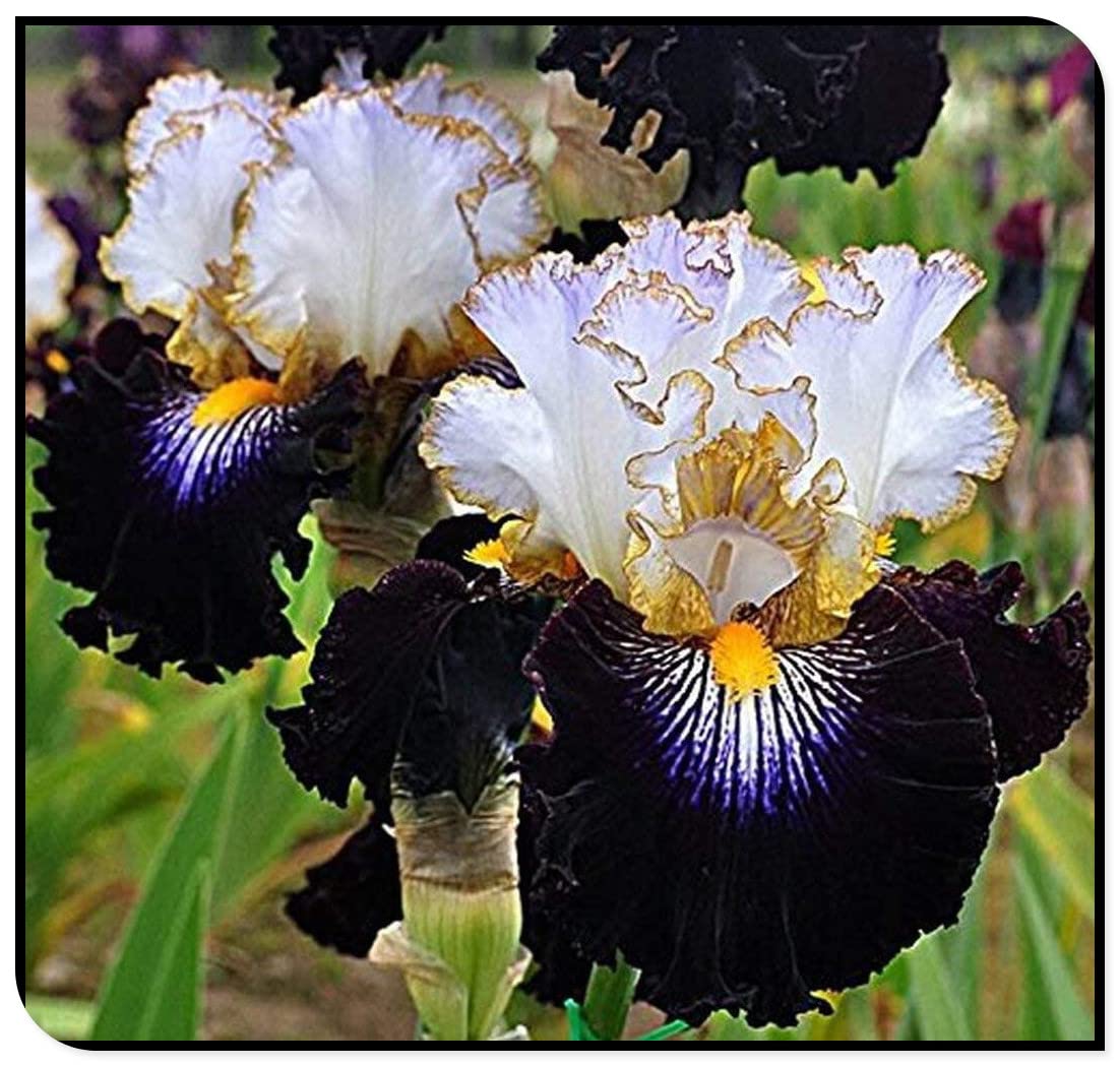 Premium Iris Plant Bulbs - 4 Rhizomes for Planting | Perennial Flowering Plants for Pots & Gardens | Perfect for Home Decor, Landscaping & Gift Giving