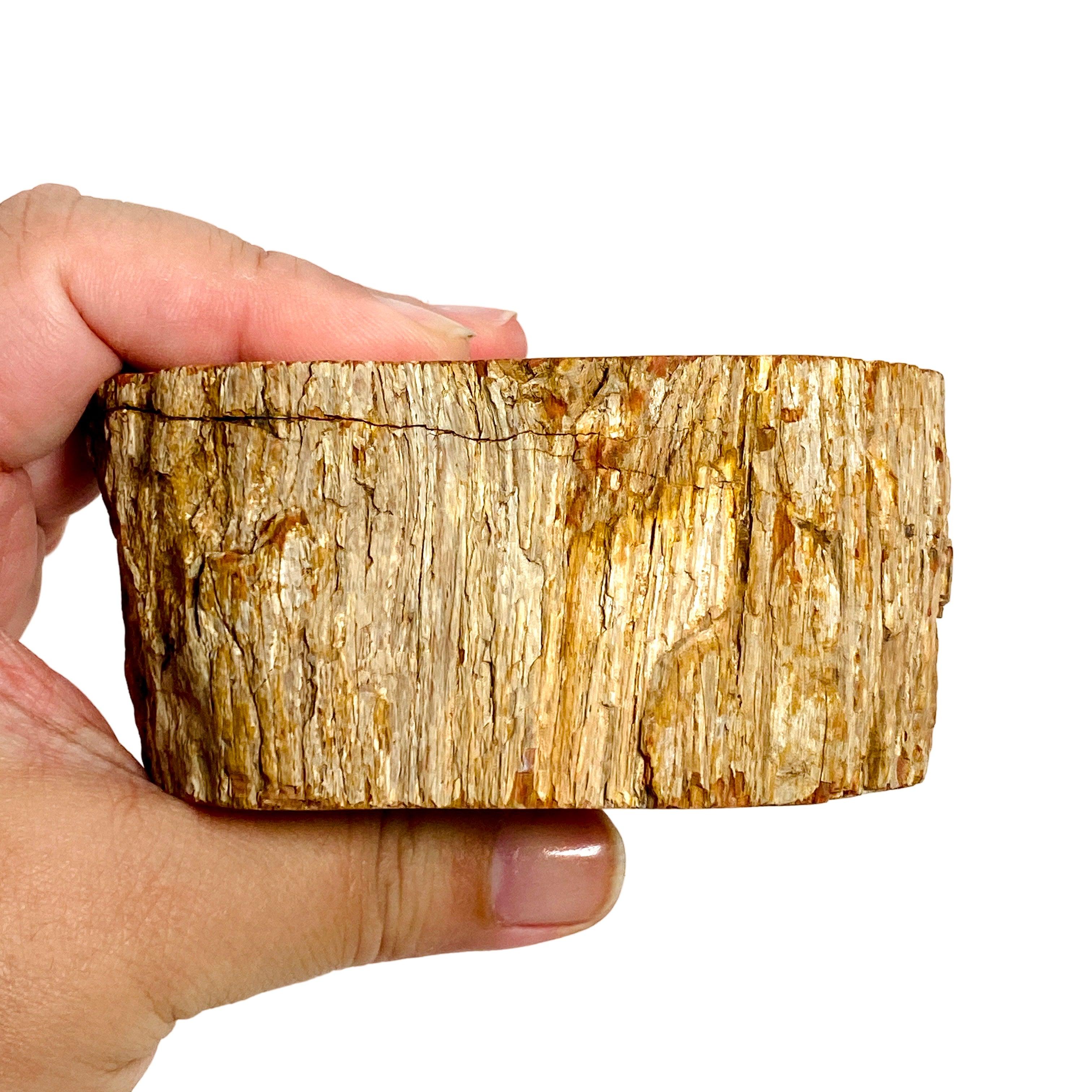 Natural Petrified Wood Slab - Semi-Polished PTW 07 for Home Decor & Mineral Collection | Perfect for Coffee Tables, Wall Art, and Geology Displays