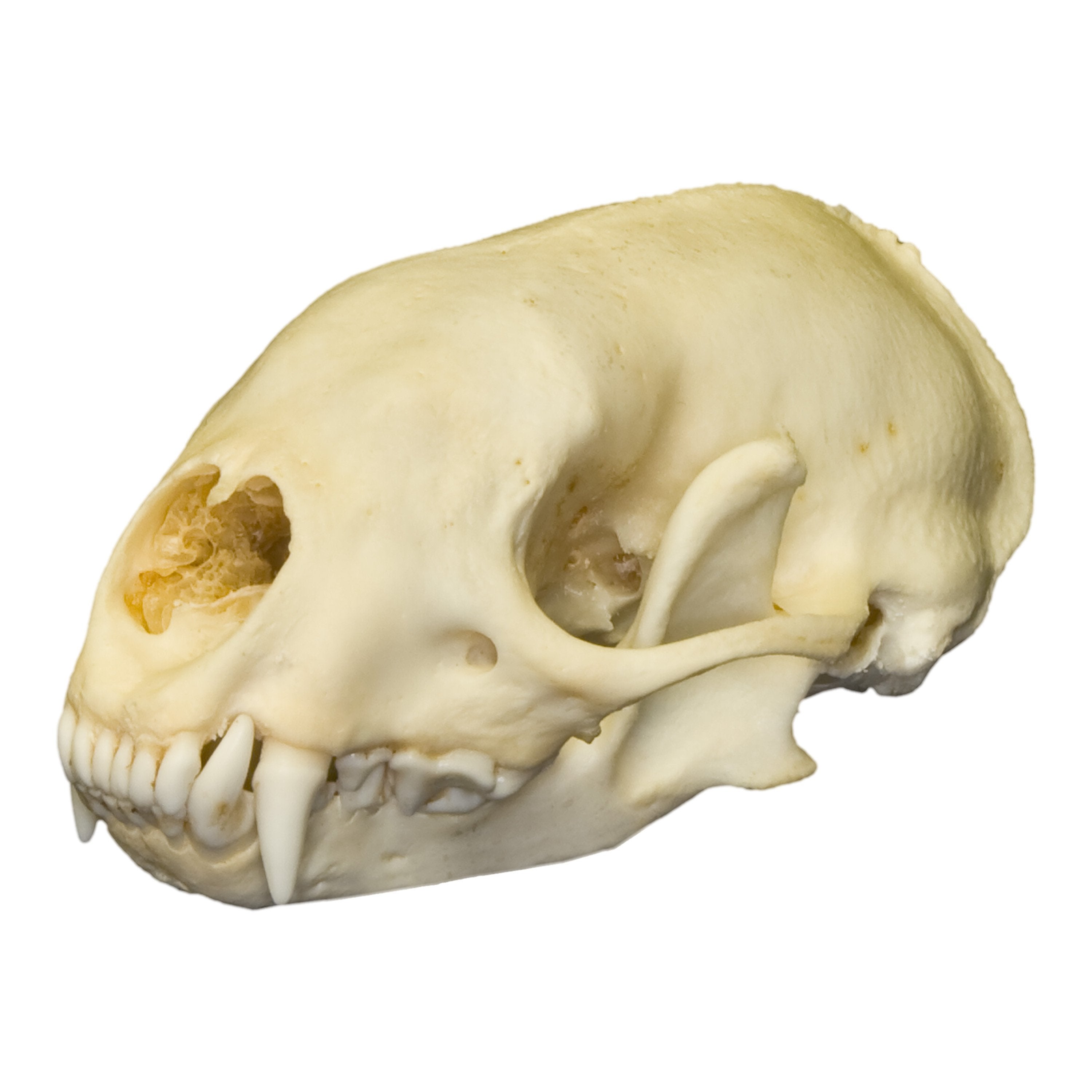 Authentic Hog-Nosed Skunk Skull - Real Animal Skull Specimen for Taxidermy, Science Education & Oddity Collectors - Perfect for Halloween Decor, Gothic Display & Biology Studies