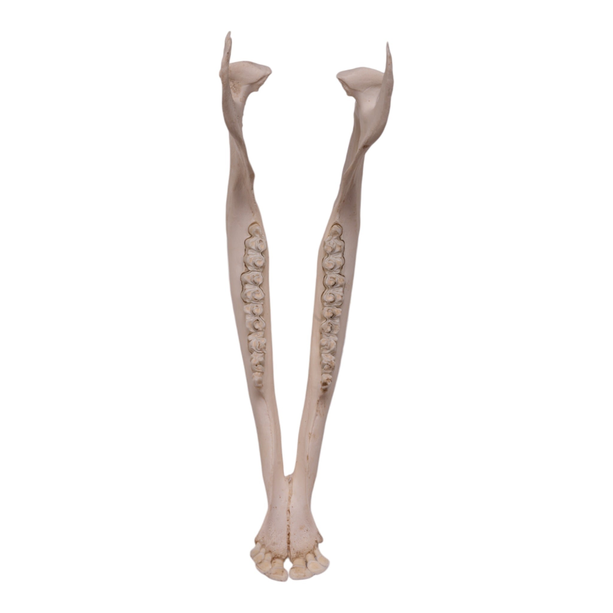 Authentic Gemsbok Mandible Bone - Genuine African Antelope Jawbone for Home Decor, Taxidermy, and Unique Gifts | Perfect for Rustic Cabin, Hunting Lodge, or Boho Chic Decor