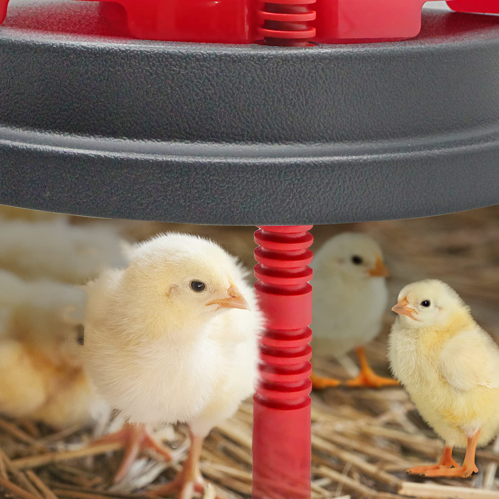 Chick Duckling Brooder Heating Plate - Safe Mother Hen Style Chicken Coop Heater for Up to 15 Chicks & Ducklings | Ideal for Poultry Farm, Backyard Chicken Coop & Pet Duckling Care