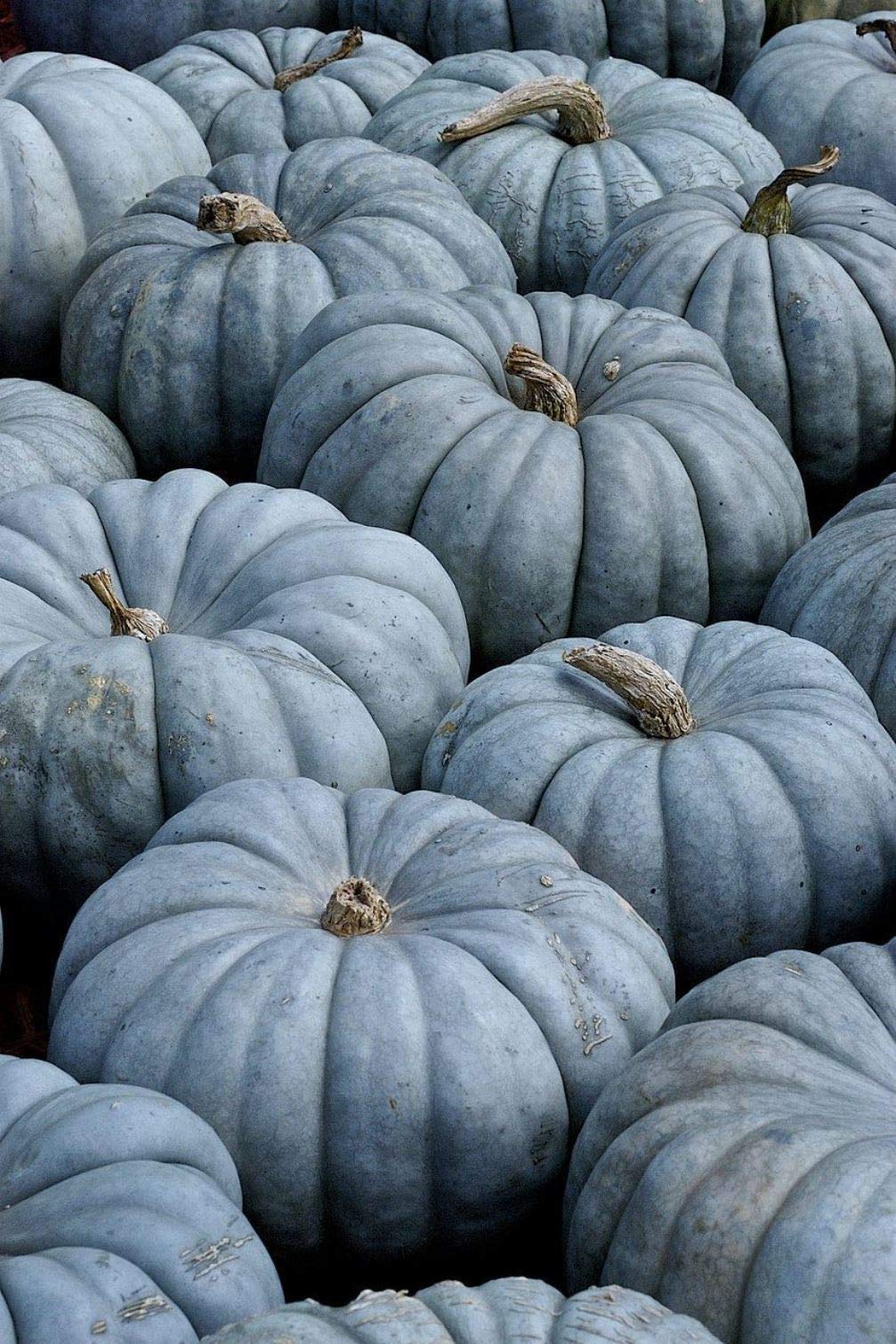 Blue Pumpkin Queensland Giant Seeds - Non-GMO Heirloom Vegetable for Halloween Decor & Rare Ornamental Gardening | Perfect for Fall Harvest, Holiday Displays & Unique Garden Landscapes