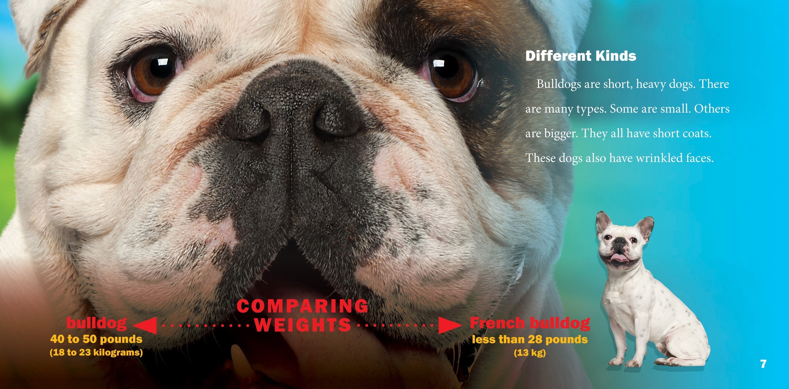 Bulldogs Book 9781623104672 - Learn About Bulldog Breeds, Care & Training - Perfect for Dog Lovers & Pet Owners