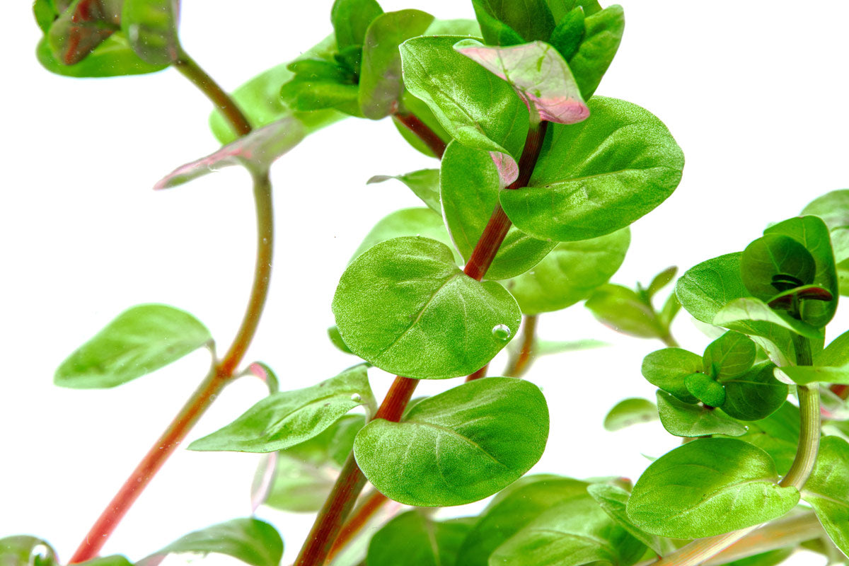 Rotala Indica Aquatic Plant for Freshwater Aquariums - Perfect for Aquascaping, Fish Tanks & Planted Aquariums