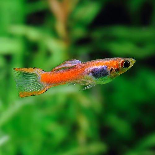 Endlers Guppy (Poecilia Wingei) - Live Aquarium Fish for Freshwater Tanks | Perfect for Home Aquariums & Fish Breeding