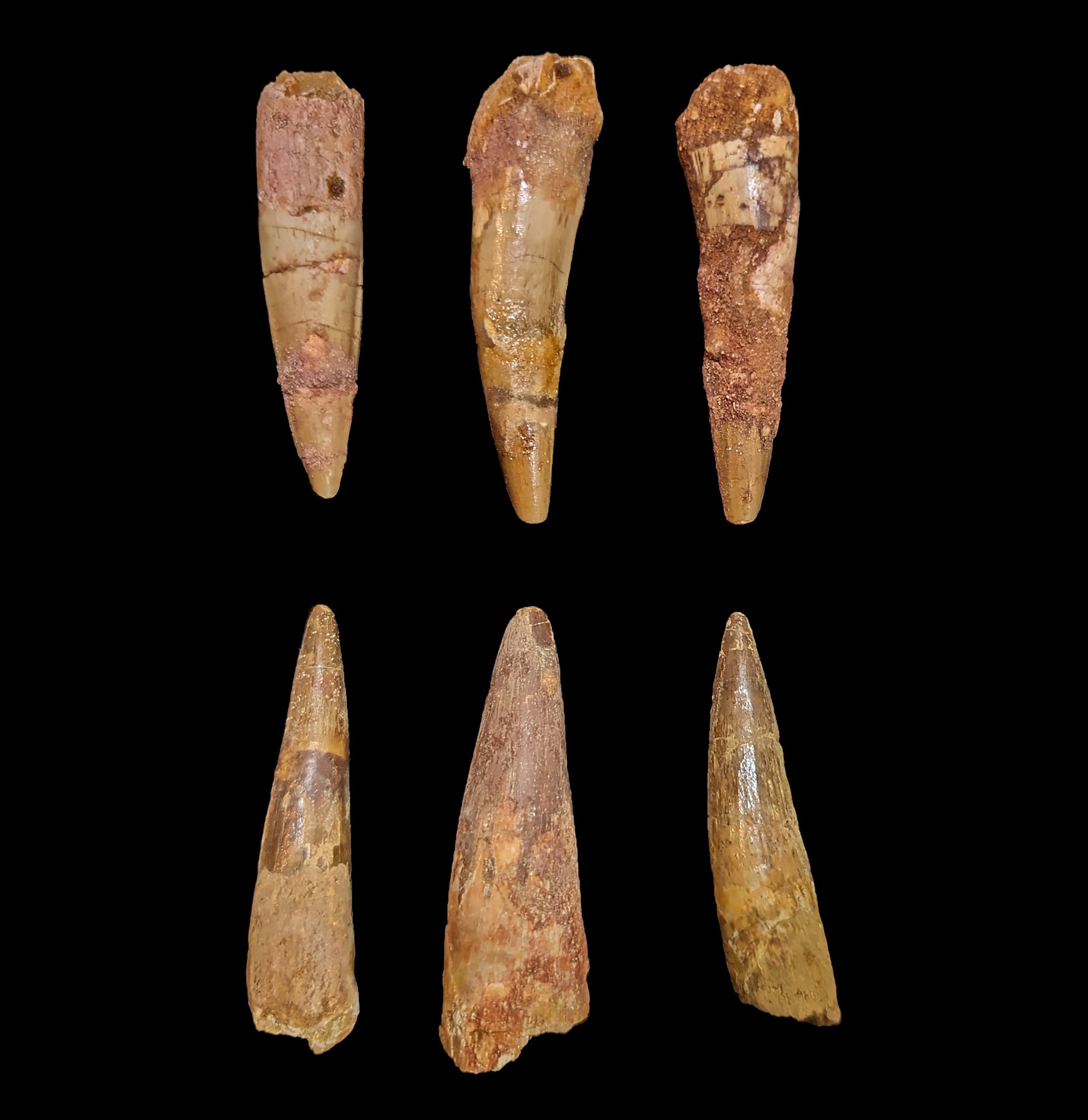 Authentic Spinosaurus Dinosaur Tooth Fossil - Real Prehistoric Dinosaur Tooth for Collectors, Paleontology Enthusiasts & Home Decor | Perfect for Science Displays, Educational Projects & Unique Gifts