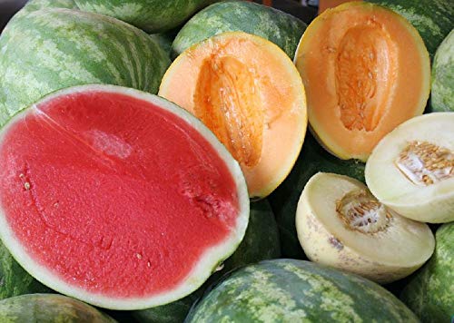 Organic Fruit & Vegetable Garden Seed Kit - 50+ Non-GMO Seeds for Watermelon, Cantaloupe, Tomato, Broccoli & Cauliflower | Home Gardening Starter Pack for Backyard Planting, Raised Beds & Container Gardens