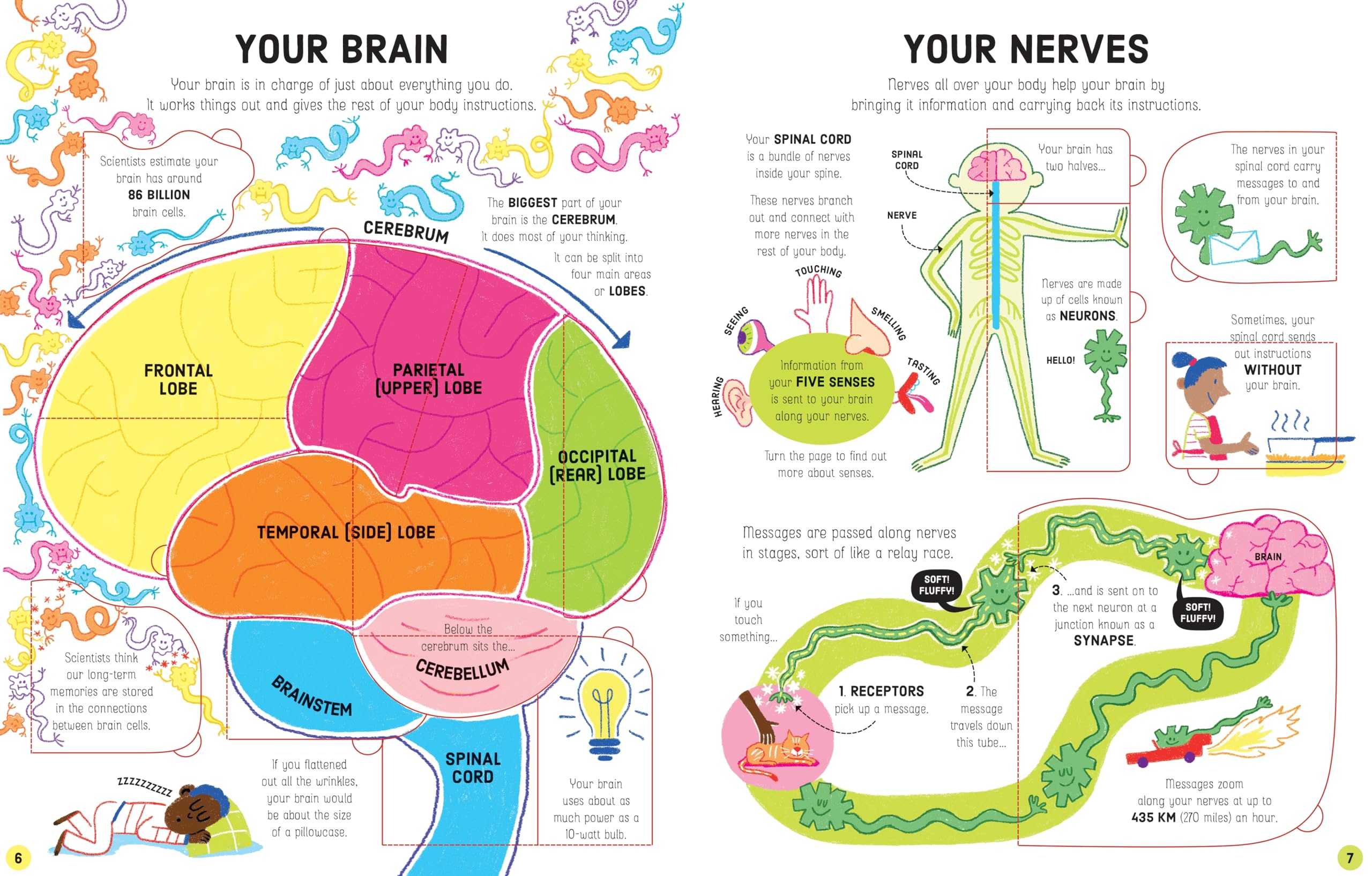 Interactive Lift-the-Flap Book: How Your Body Works - Human Anatomy Learning for Kids, Fun Educational STEM Toy - Perfect for Homeschooling & Classroom Science Lessons