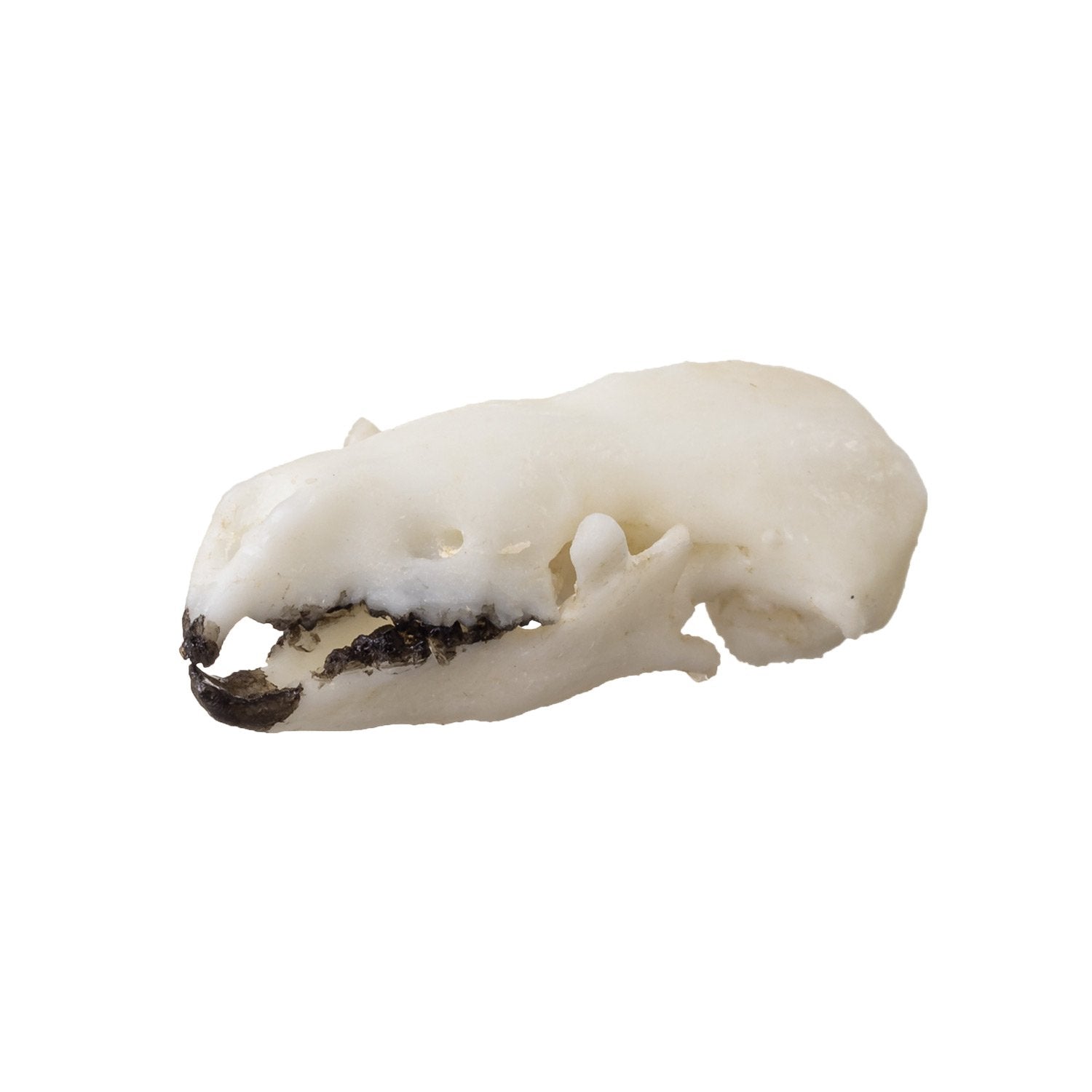 Authentic Replica Northern Short-Tailed Shrew Skull - High-Quality Scientific Specimen for Education, Research & Taxidermy - Perfect for Biology Classrooms, Nature Collections & Halloween Decor
