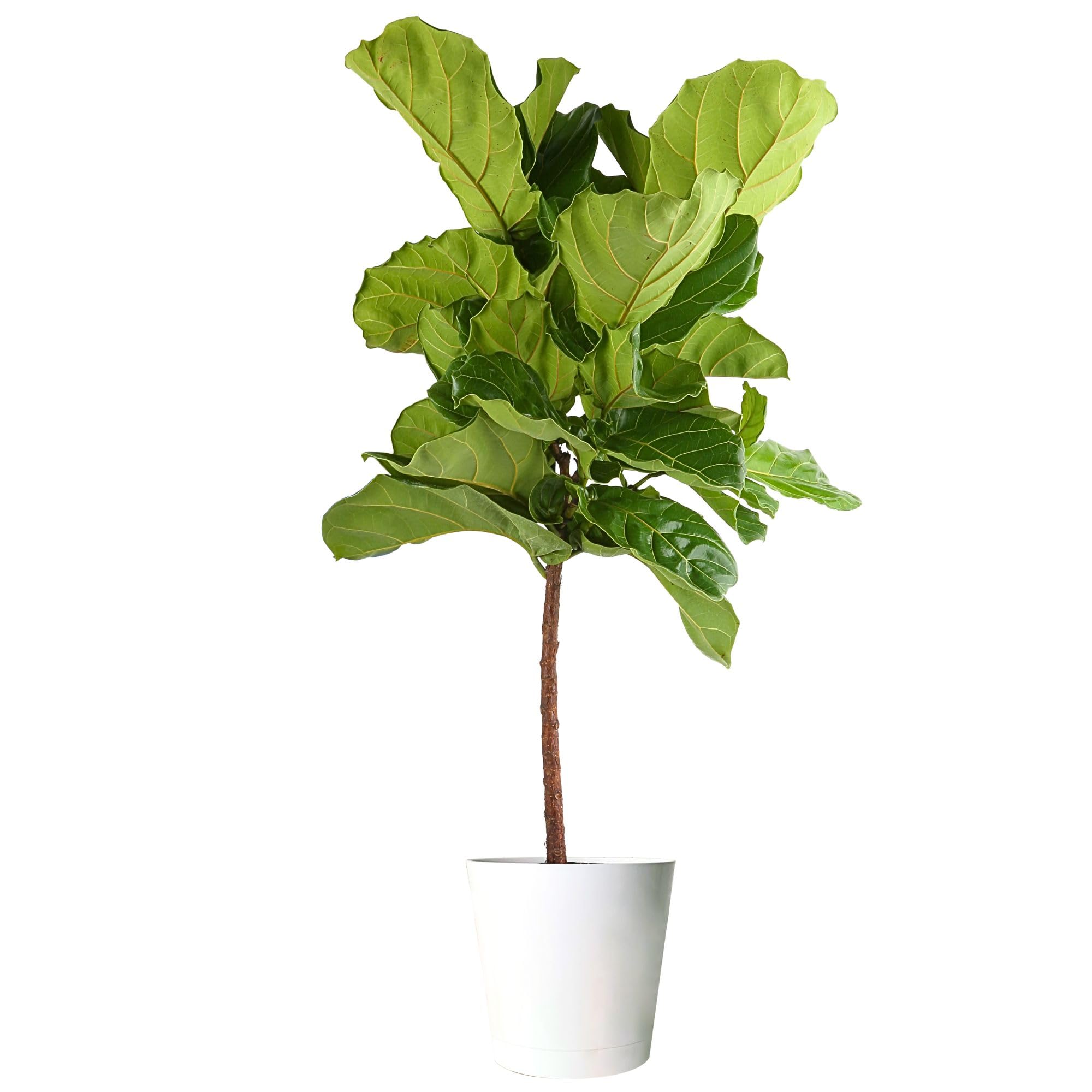 Costa Farms Fiddle Leaf Fig Tree (Ficus Lyrata) - 3-4 Feet Tall Live Indoor Houseplant in Decorative Pot with Soil - Perfect for Home Decor, Office, Living Room & Bedroom - Great Gift for Housewarming, Birthday & Special Occasions