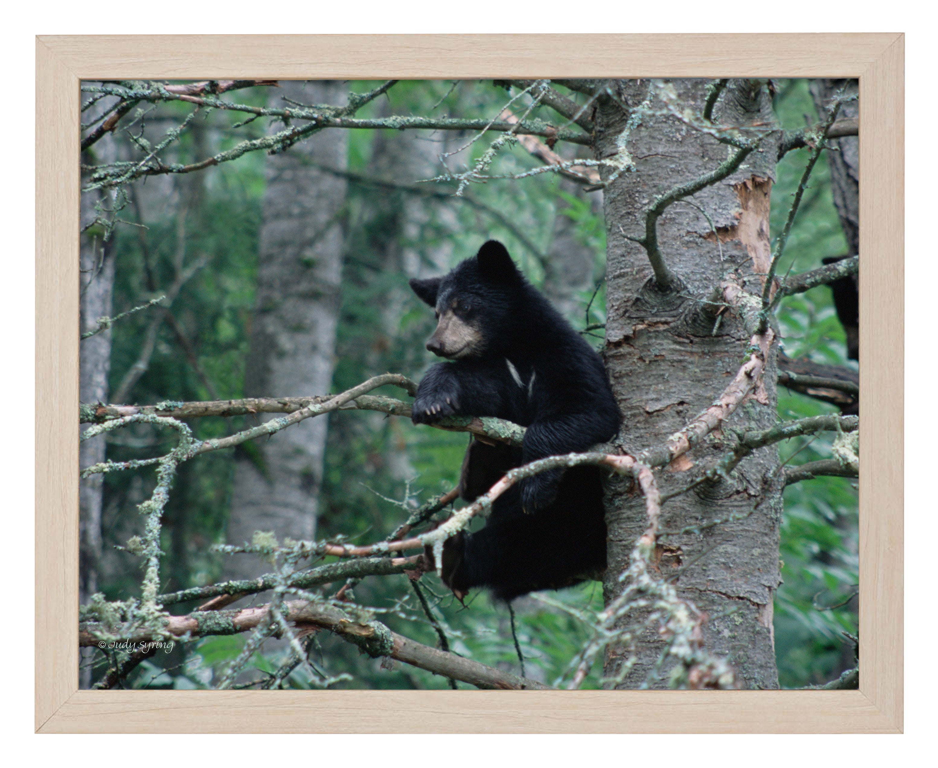 Black Bear Cub Art Prints - High Quality Wildlife Wall Decor for Home, Nursery & Office - Perfect Gift for Nature Lovers & Animal Enthusiasts