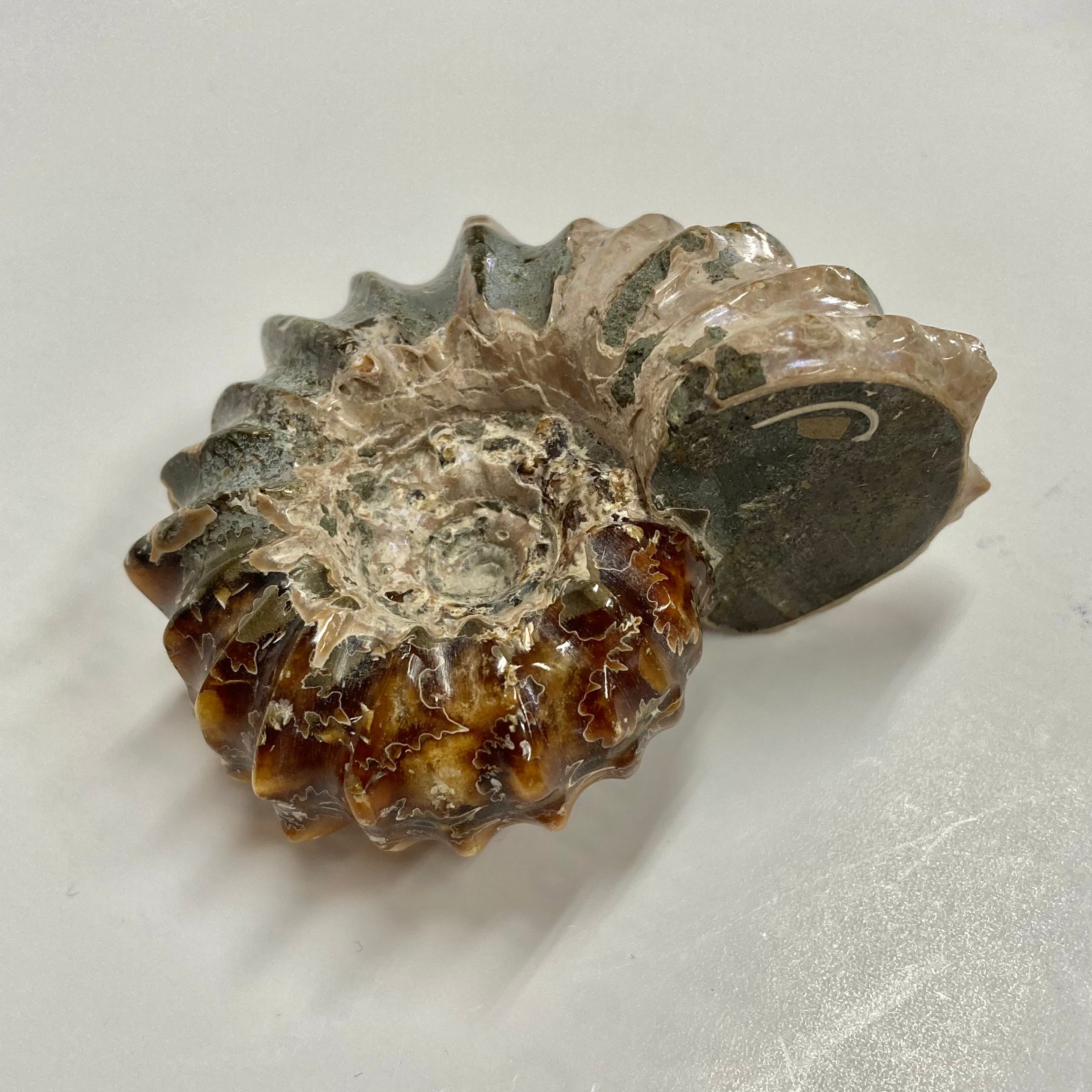 Authentic Ammonite Fossil - Douvilleiceras sp. - Premium Natural Collectible for Home Decor, Meditation & Healing Crystals - Perfect for Geology Enthusiasts & Spiritual Practitioners