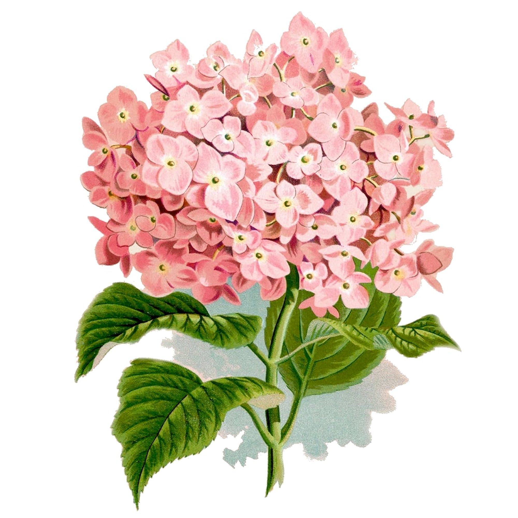 Pink Hydrangea Flowers Canvas Tote Bag - Reusable Natural Shopping Bag for Women | Perfect for Groceries, Beach Trips & Everyday Use