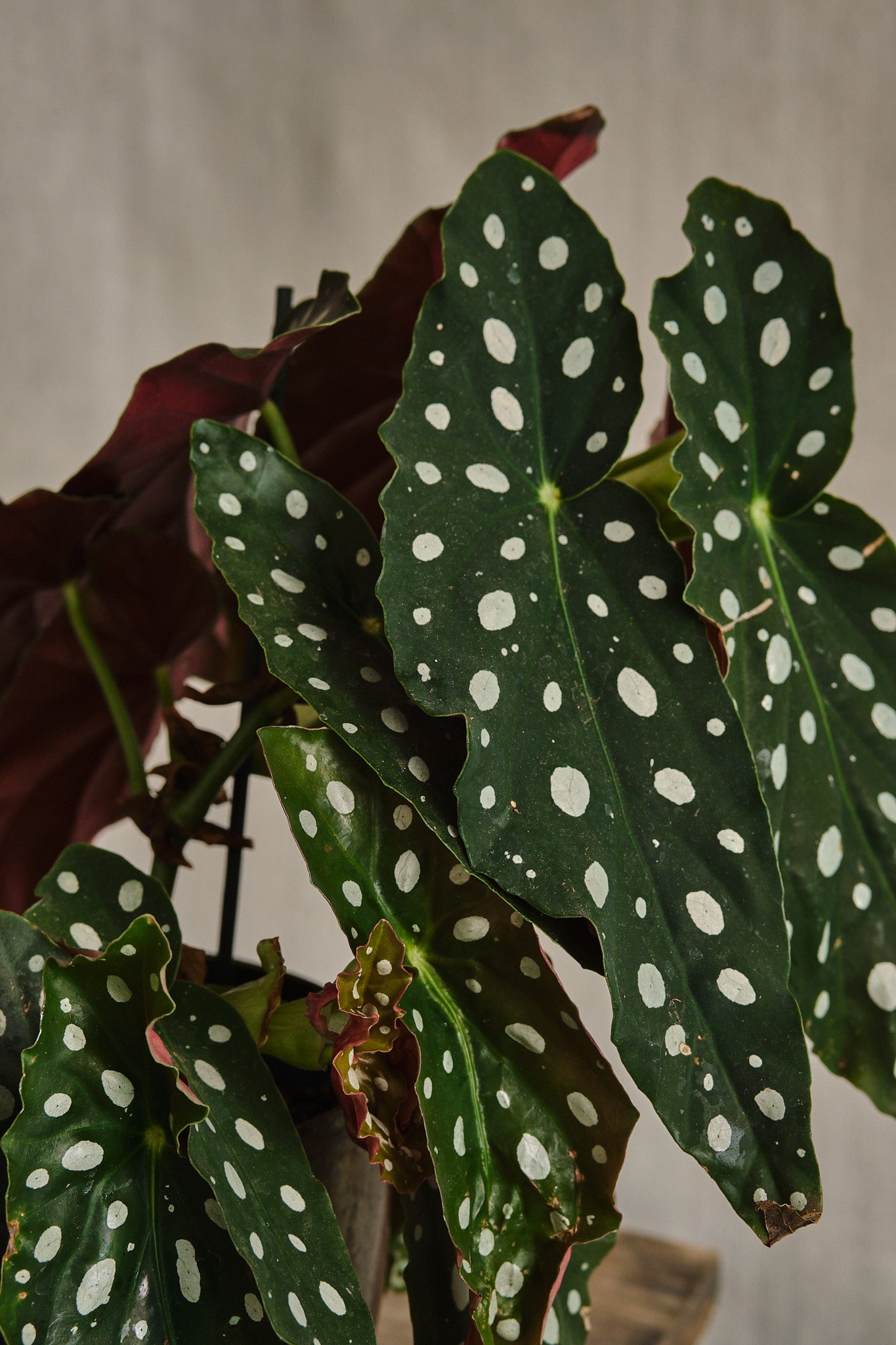 Begonia Maculata Wightii - Rare Polka Dot Begonia Houseplant for Indoor Decor | Perfect for Home, Office & Gift Giving