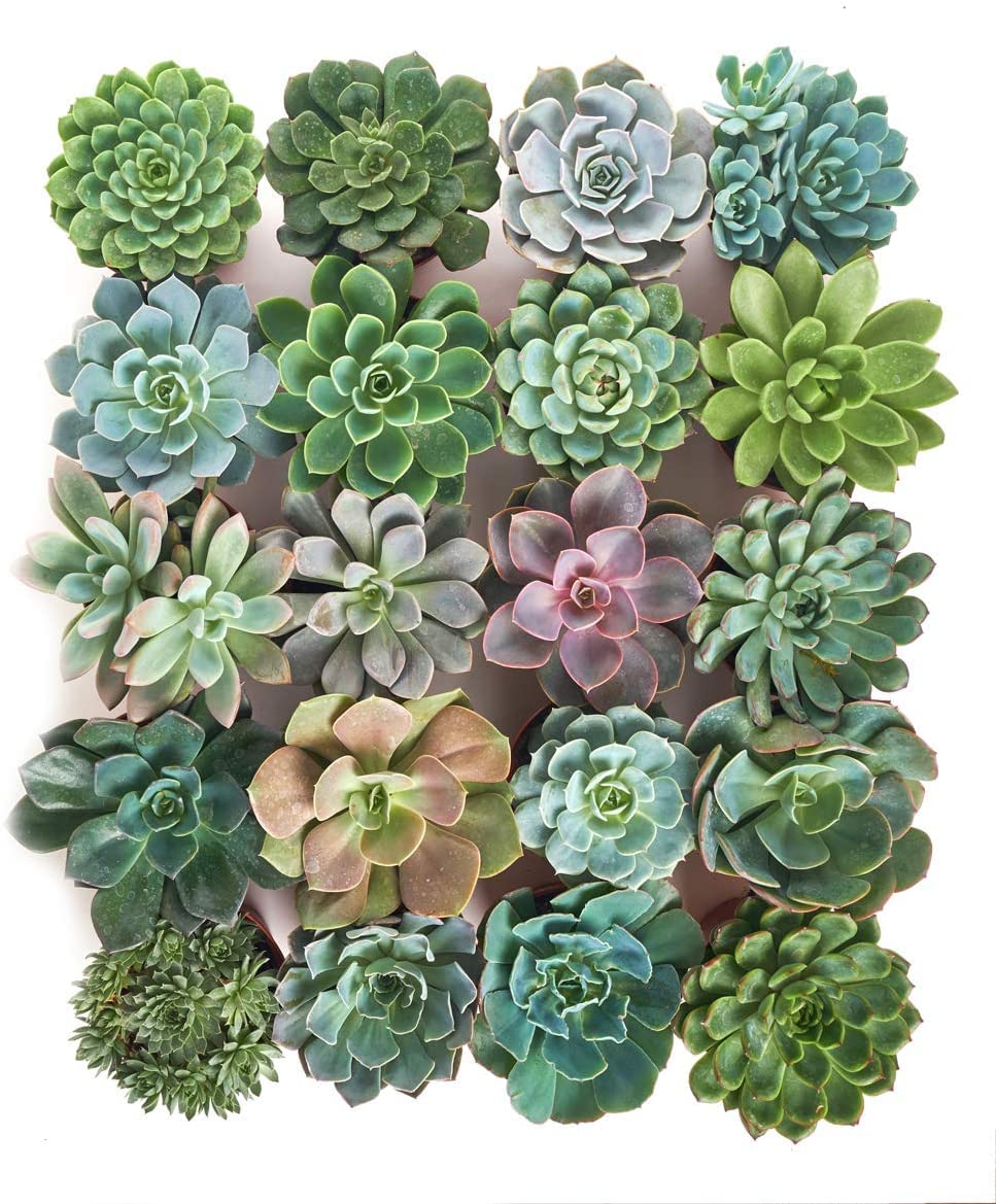 Live Echeveria Succulents in 4 Inch Pots - Bulk Rosette Succulent Plants for Wedding Favors, Bouquets, Centerpieces & Home Decor | Shop Succulents Collection