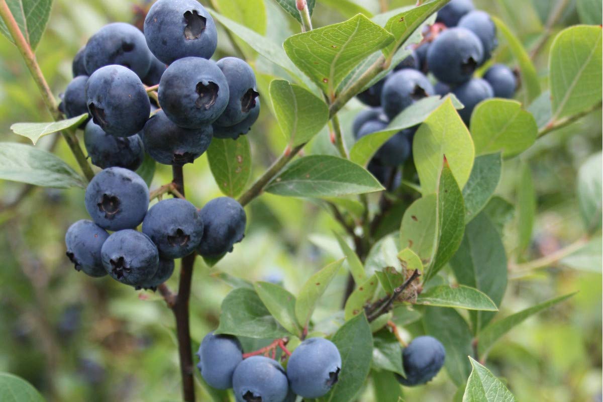 Reka Blueberry Bare-Root Plants (2 Gallon Set of 2) - Cold Hardy Fast-Growing Shrub with Delicious Dark Blue Berries - Perfect for Northern Gardens, Landscaping & Fresh Fruit Production