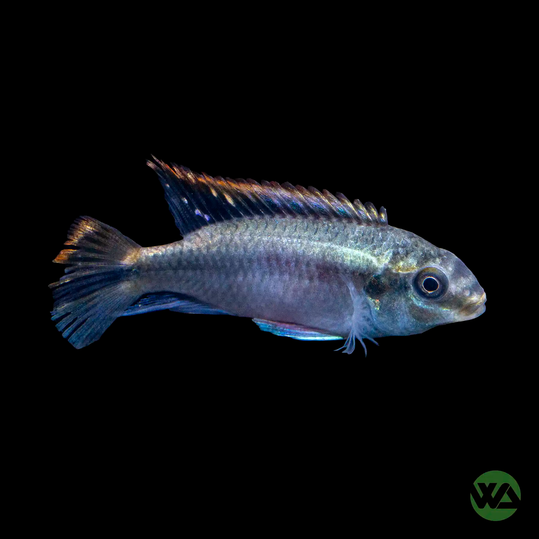 Kribensis Cichlid (Pelvicachromis Pulcher) - Live Tropical Fish for Aquarium & Fish Tank Enthusiasts | Perfect for Community Tanks & Breeding