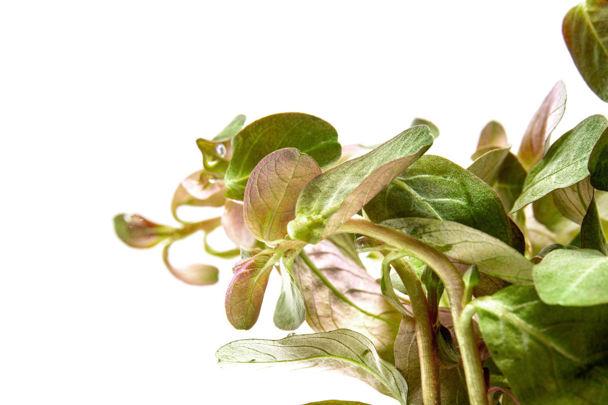 Ludwigia Senegalensis Aquatic Plant for Freshwater Aquariums - Perfect for Aquascaping, Fish Tanks & Aquatic Decor