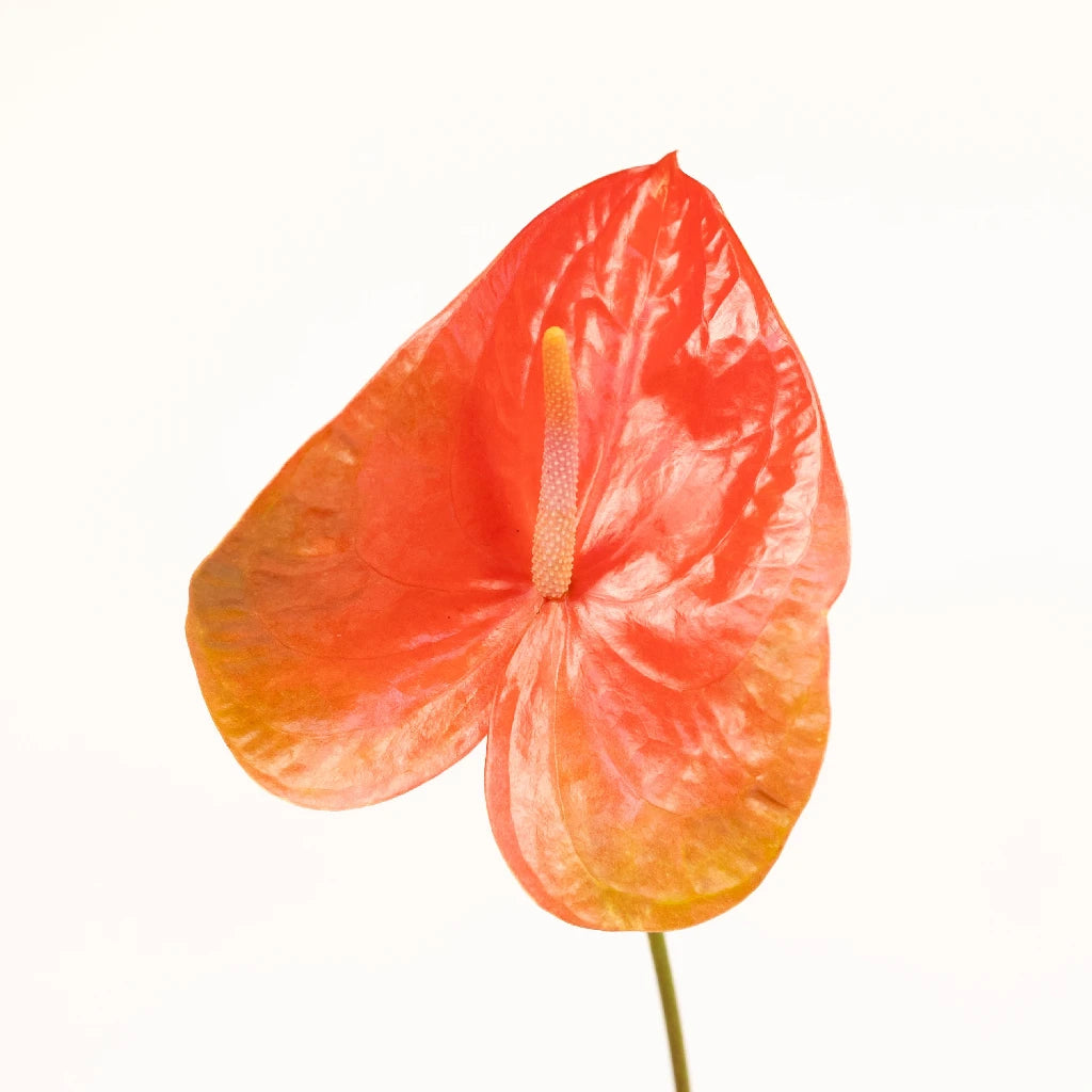Anthurium Watermelon Obake Tropical Flower - Exotic Live Plant for Home & Office Decor, Gift Idea for Plant Lovers