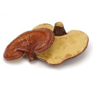 Premium Organic Red Reishi Mushroom Powder - 100% Pure Ganoderma Lucidum Supplement for Immune Support & Wellness - Perfect for Tea, Smoothies & Healthy Recipes