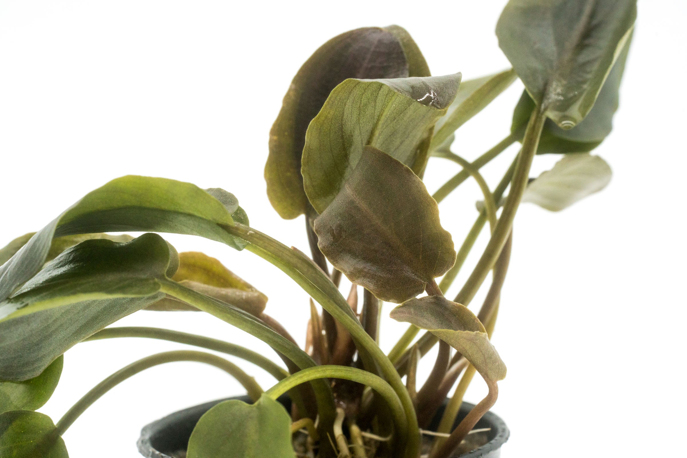 Lagenandra Meeboldii Red - Rare Aquatic Plant for Aquariums & Fish Tanks | Perfect for Aquascaping, Water Gardens & Home Decor