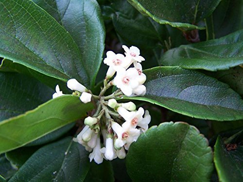 Viburnum Suspensum - 40 Live Evergreen Plants for Privacy Hedge - Perfect for Landscaping, Garden Borders & Natural Fencing