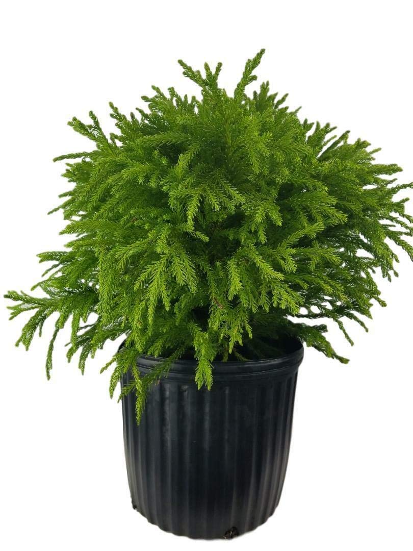 Dwarf Japanese Cedar (Globosa Nana) - Compact Evergreen Shrub Liner for Landscaping | Pixies Gardens | Perfect for Rock Gardens, Borders & Container Planting
