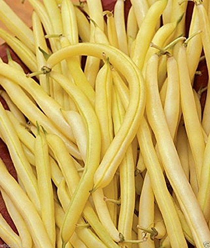 Organic Cherokee Wax Bush Bean Seeds - Heirloom Variety, Heavy Yields in 55 Days, Pack of 200 Seeds for Home Gardening & Canning