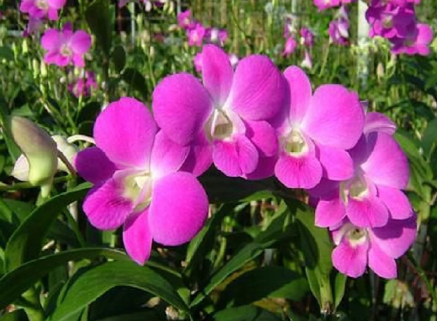 Hawaiian Dendrobium Orchid Starter Plants - 3 Pack F3 for Home Garden, Office Decor & Gift Giving