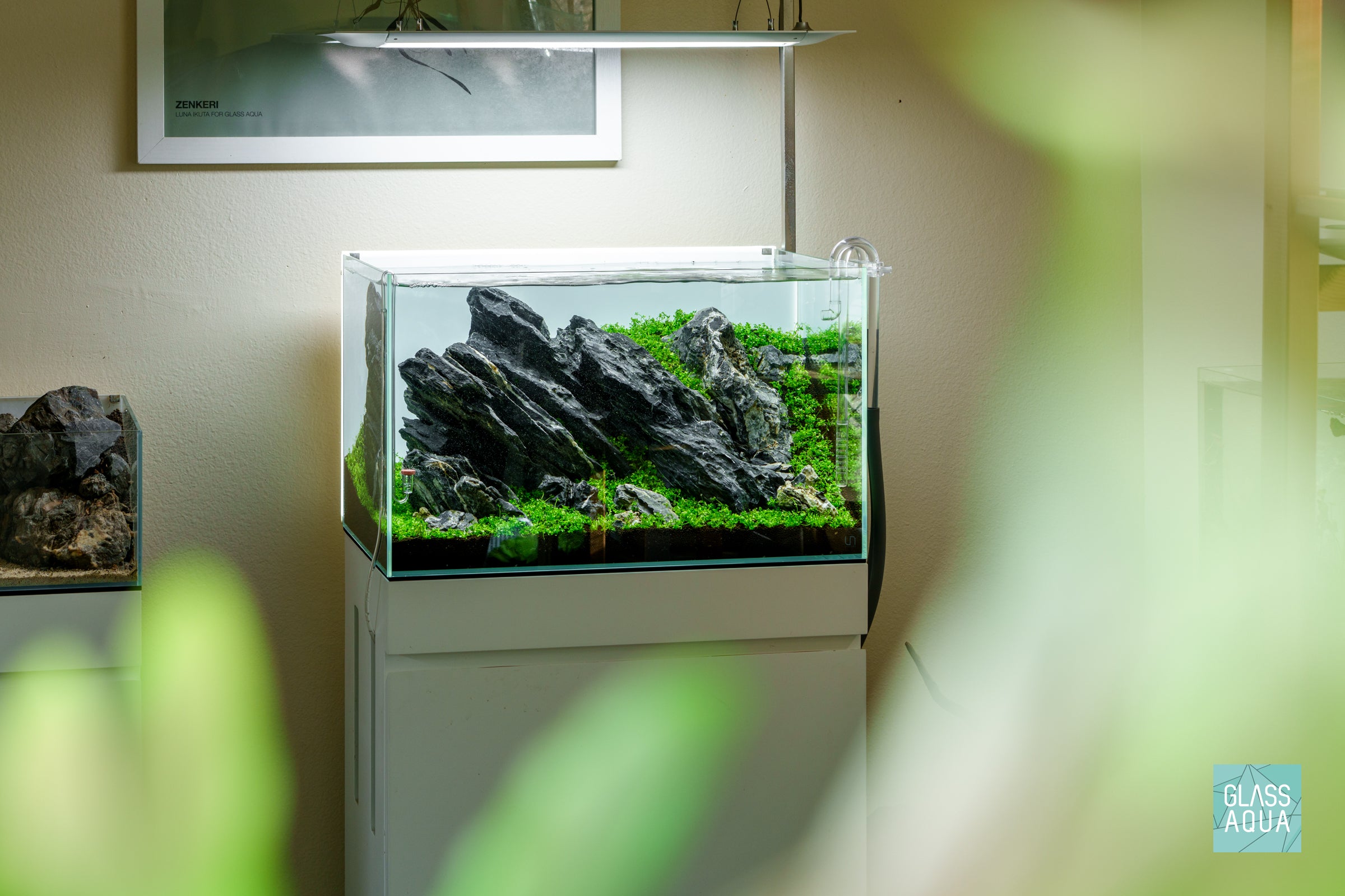 Micranthemum 'Monte Carlo' Aquatic Plant for Freshwater Aquariums - Perfect for Carpeting, Foreground Planting & Nano Tanks