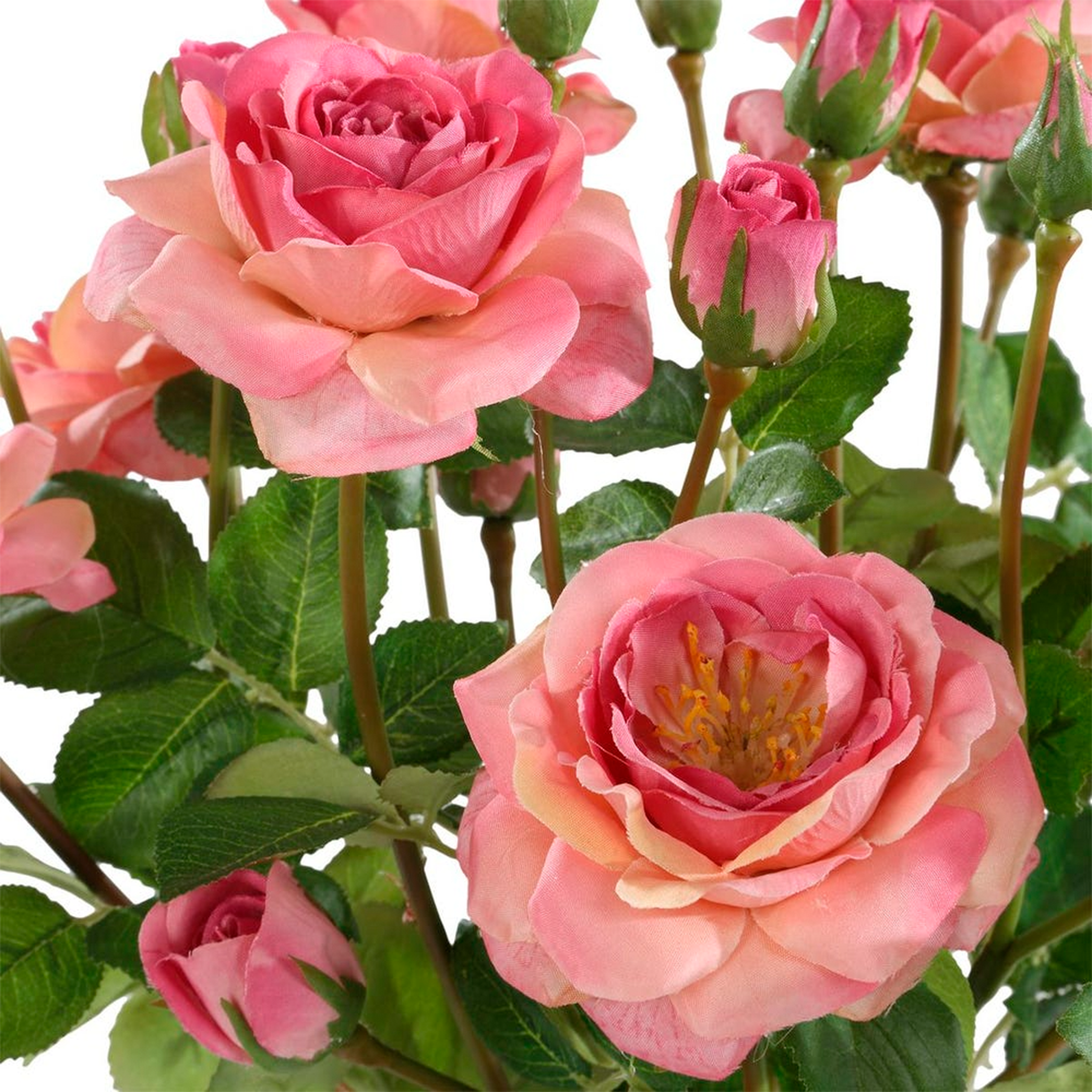 Adoration Rose Bouquet - Fresh Long Stem Red Roses for Anniversary, Valentine's Day & Romantic Gifts - Perfect for Weddings, Proposals & Special Occasions