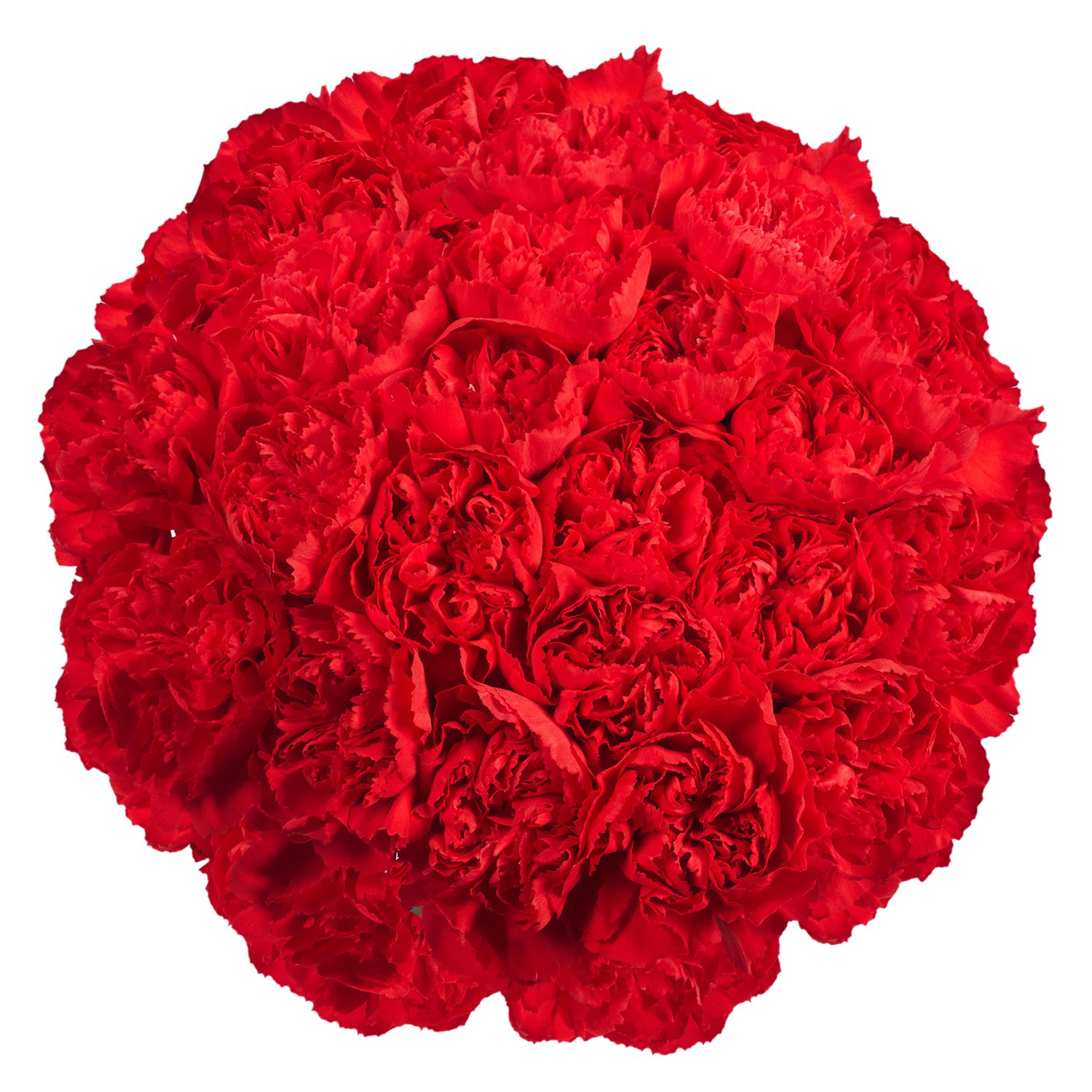 200 Fresh Cut Red Carnations - Long Lasting Flowers for Bouquets, Weddings & Special Occasions - Perfect Romantic Gift for Valentine's Day, Anniversary & Mother's Day