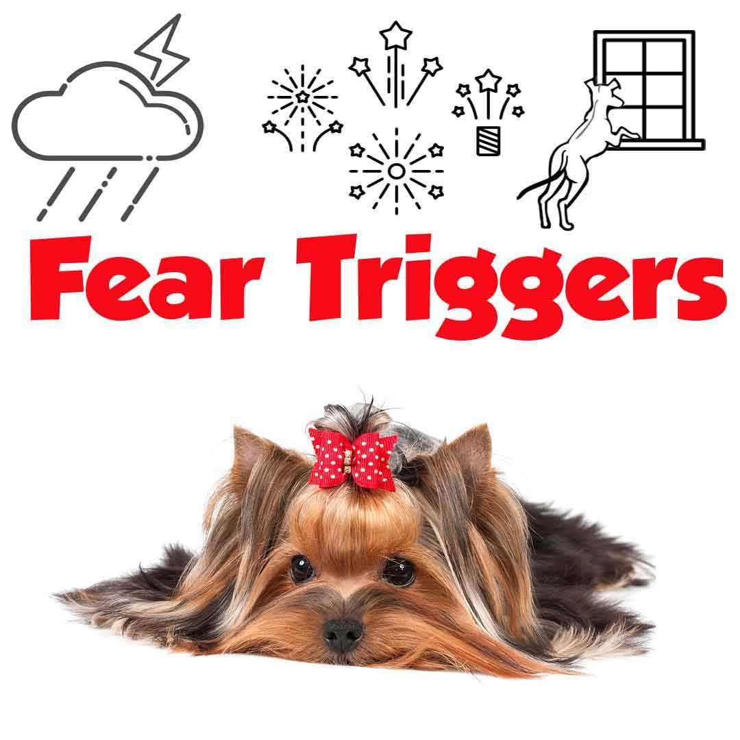 Yorkshire Terrier Relax Roll-On for Dogs - Anxiety Relief & Aromatherapy for Pets at Home