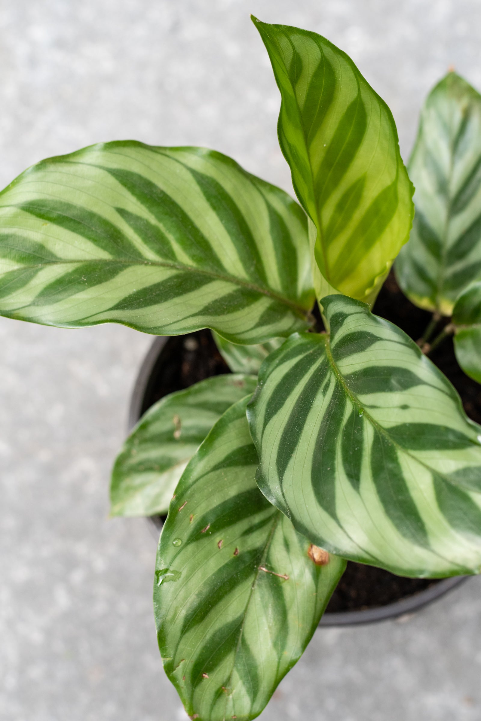 Calathea 'Freddie' 4 Inch Live Plant - Low Light Indoor Houseplant for Home & Office Decor | Perfect for Living Rooms, Bedrooms, and Workspaces
