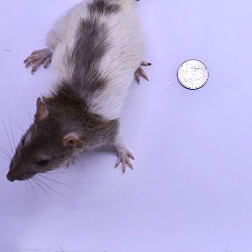 Frozen Large Feeder Mice for Snakes - 40oz (5 Count) | Premium Reptile Food for Burmese Pythons, Monitors & Birds of Prey | Ideal for Feeding Large Reptiles & Raptors