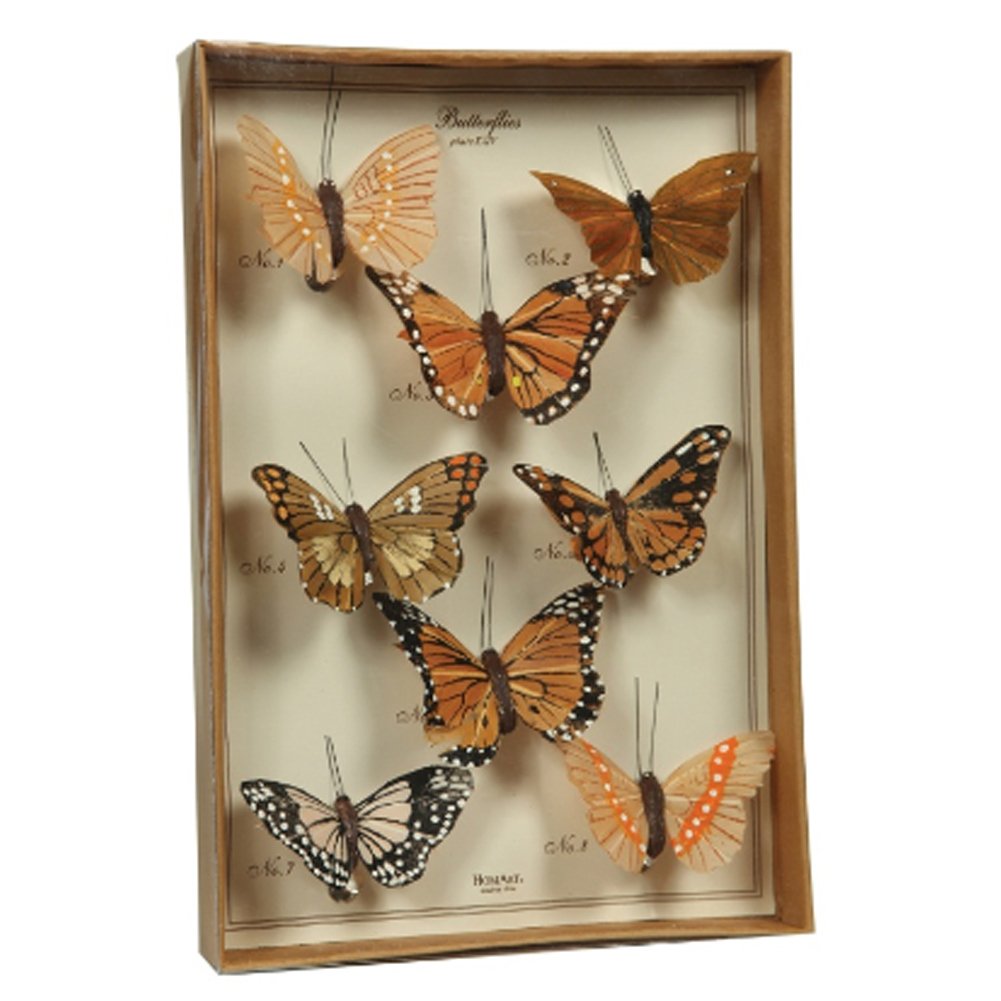 Butterfly Specimen Clips in Display Box - Set of 8 Brown Entomology Pins for Insect Collecting, Science Projects & Home Decor