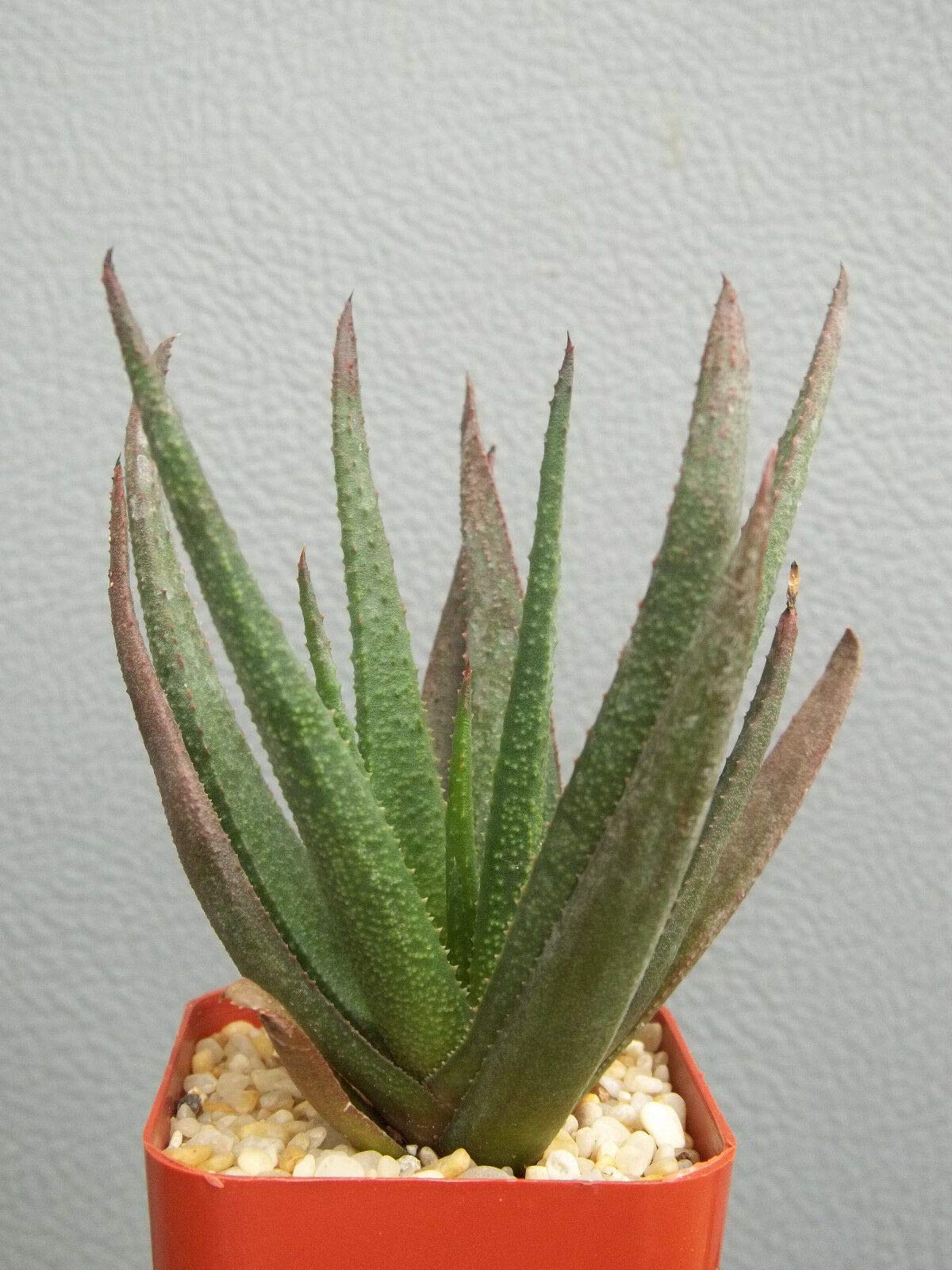 GASTERALOE CV Midnight - Exotic Black Rare Succulent Plant in 2 Inch Pot | Bonsai & Indoor Decor | Perfect for Home Office, Windowsill, and Gift Giving
