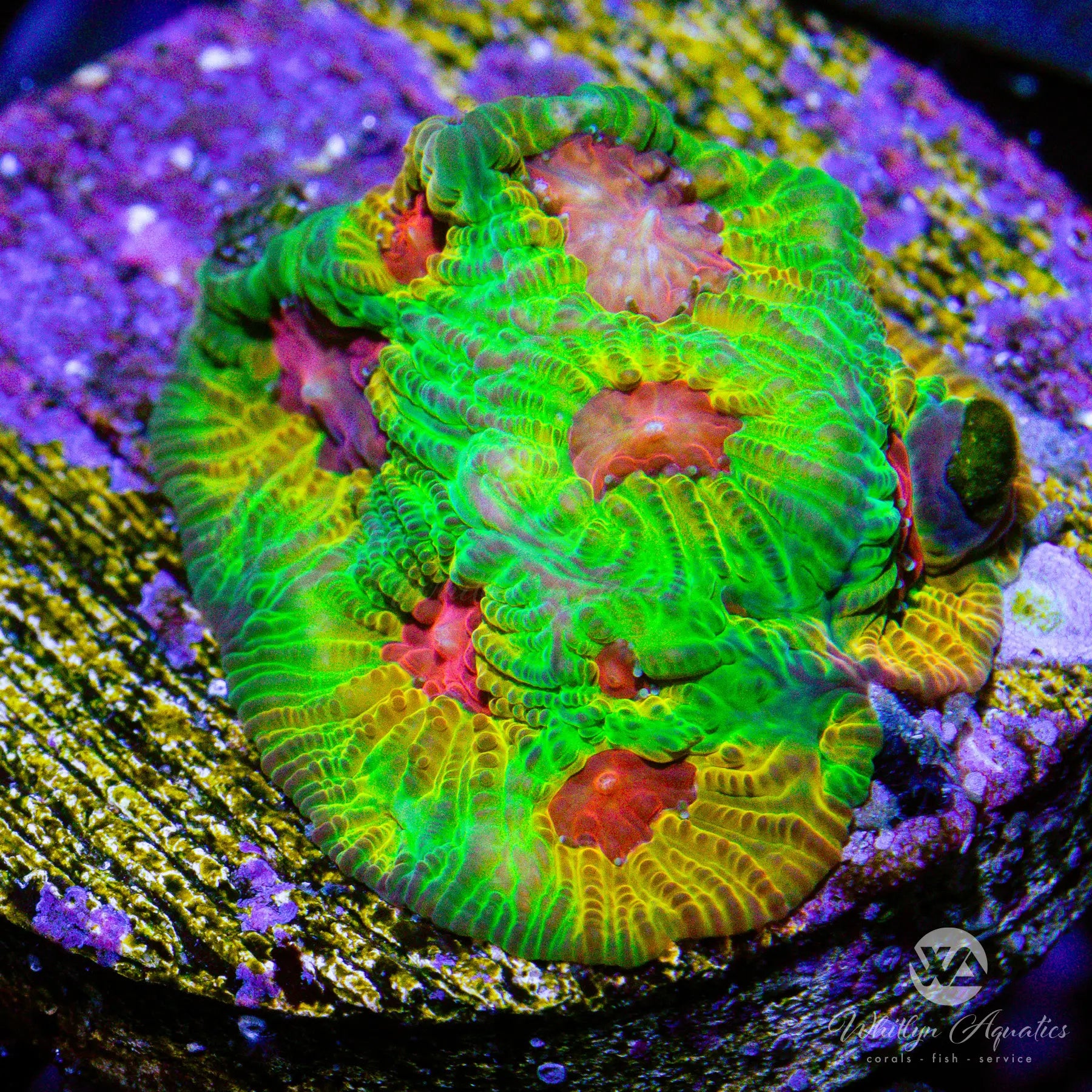 D42 Fascination Favia WYSIWYG Coral - Premium Live Coral for Saltwater Aquariums | Perfect for Reef Tanks, Coral Propagation, and Marine Aquascaping