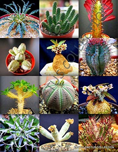 Exotic Rare Euphorbia Variety Mix Succulent & Cactus Plant Seeds (10-Pack) – Perfect for Home Gardening, Terrariums, and Unique Plant Collections