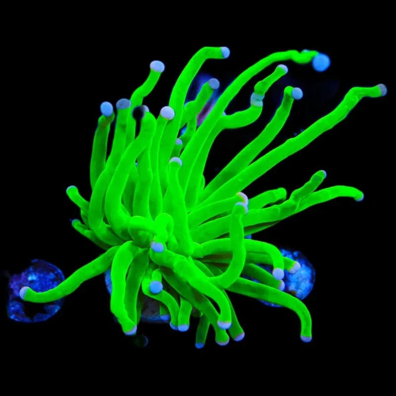 Premium Cotton Candy Torch Coral - Vibrant LPS Coral for Saltwater Aquariums | Perfect for Reef Tanks & Coral Propagation | Enhances Marine Biodiversity