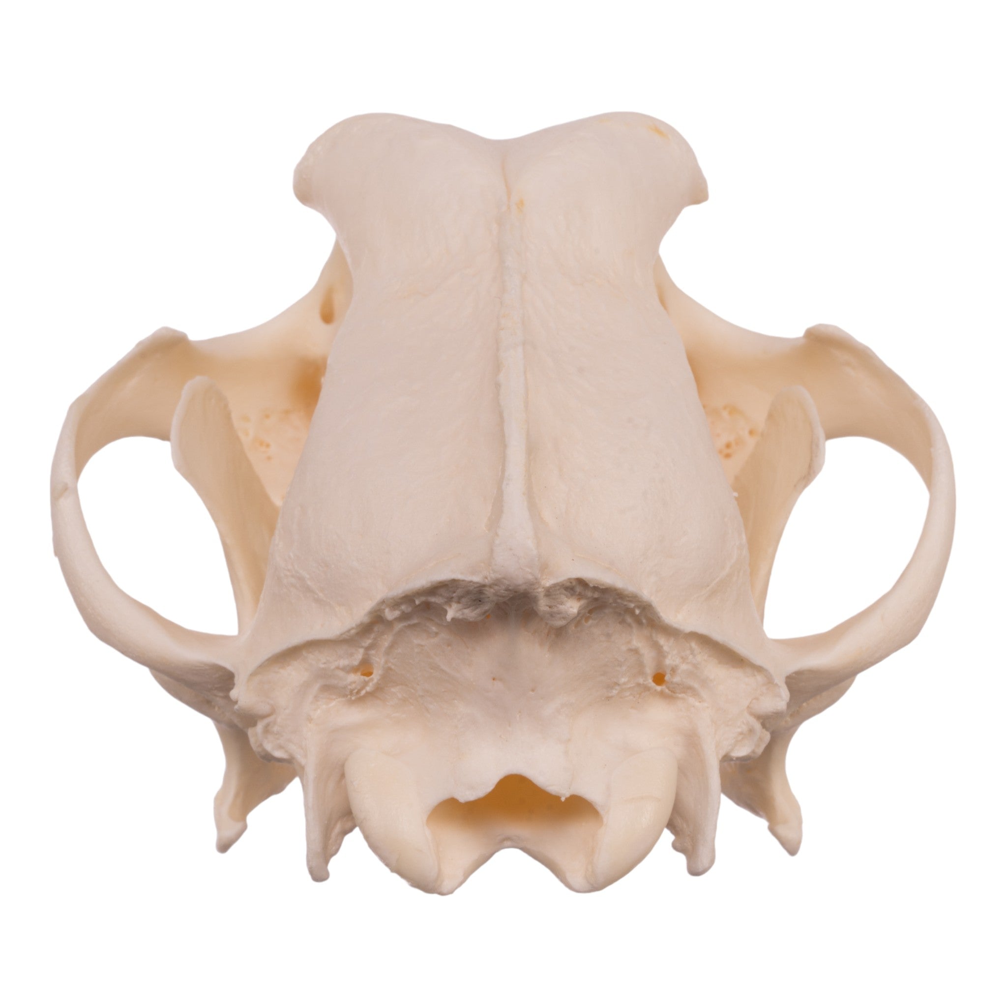 Authentic Newfoundland Dog Skull - Real Domestic Canine Skull for Veterinary Study, Taxidermy & Educational Display - Perfect for Halloween Decor, Oddity Collectors & Science Classrooms
