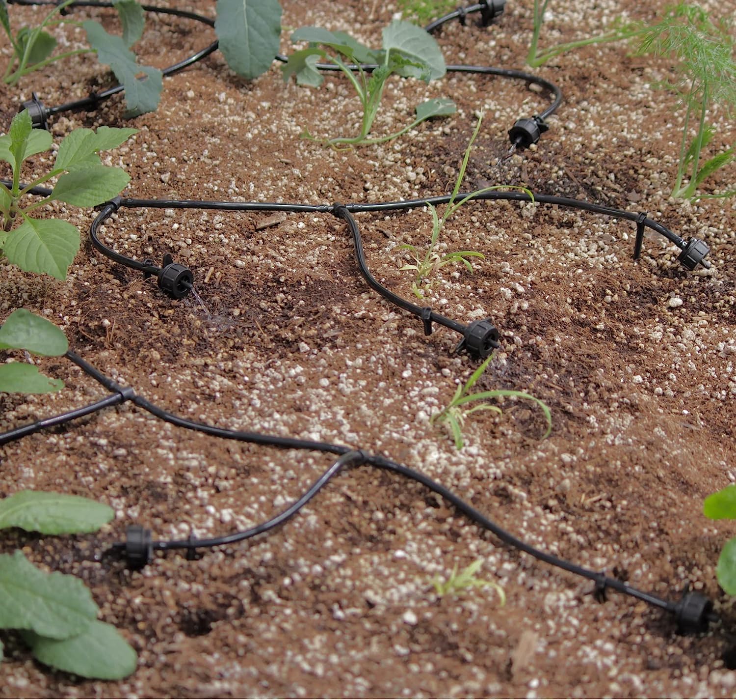 AEO Solar-Powered Automatic Drip Irrigation System Kit - 50 Drippers & 155ft Tubing for Balcony, Greenhouse, Raised Garden Beds | Water-Saving Solution for Plants, Vegetables & Flowers