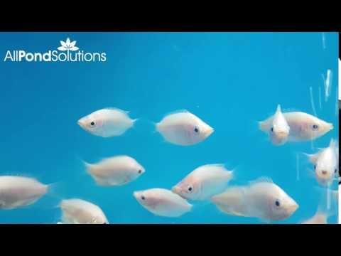 Kissing Gourami Fish (Helostoma temminckii) - Live Tropical Aquarium Fish for Freshwater Tanks | Perfect for Community Aquariums & Home Fish Tanks